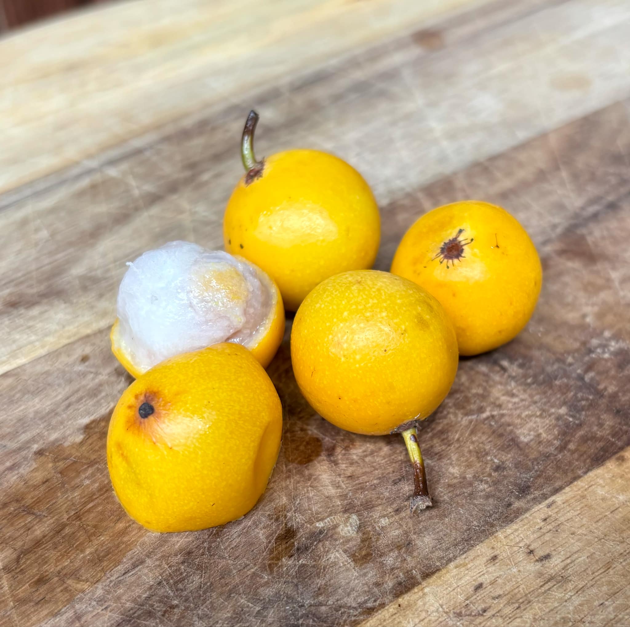 Lemon Drop Mangosteen (Garcinia intermedia) - 1 fresh seed / 1 frischer Samen