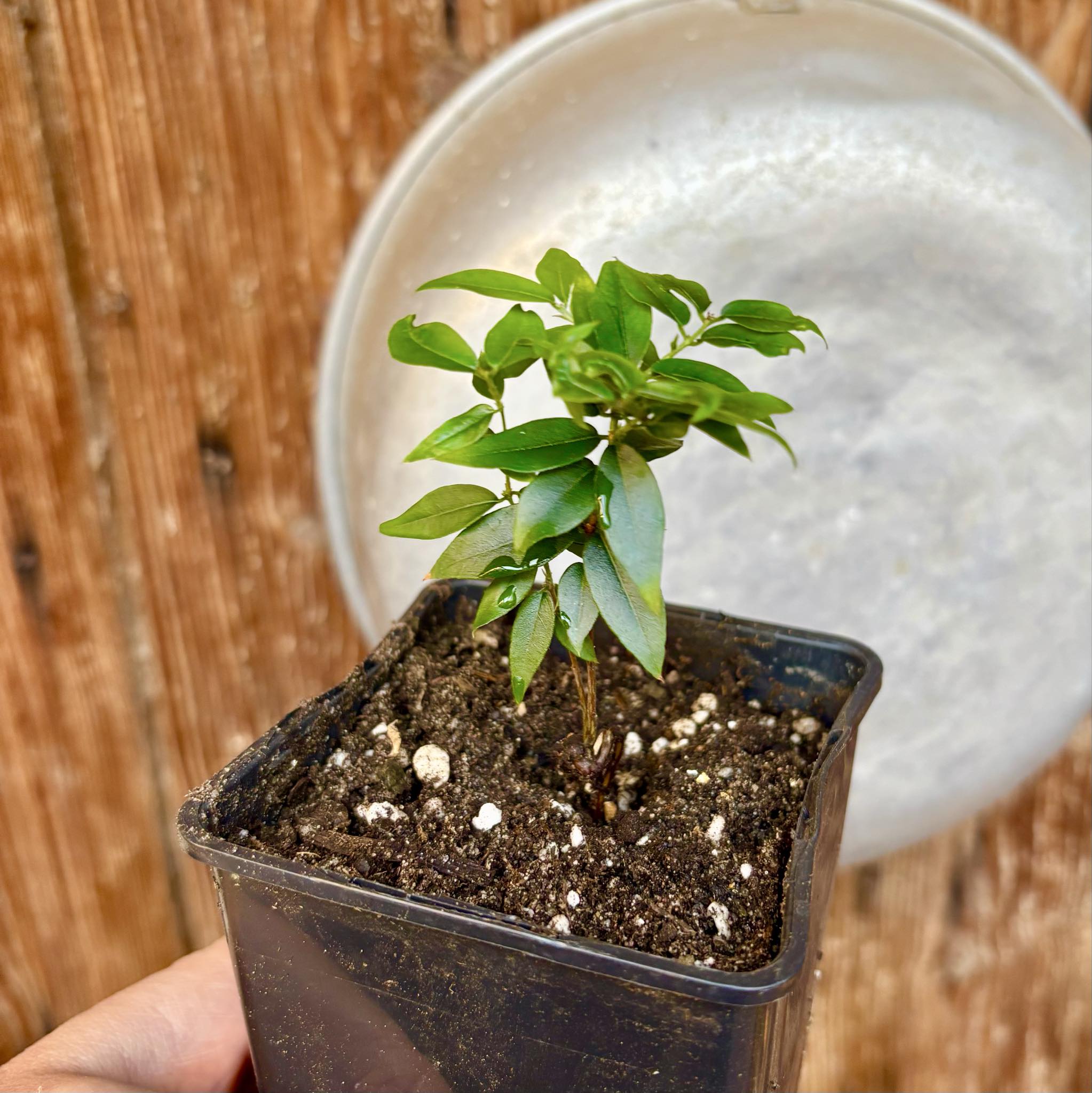 Jaboticaba - Plinia sp Pingo de Mel (Vilela A3) -  1 potted seedling / 1  getopfter Sämling