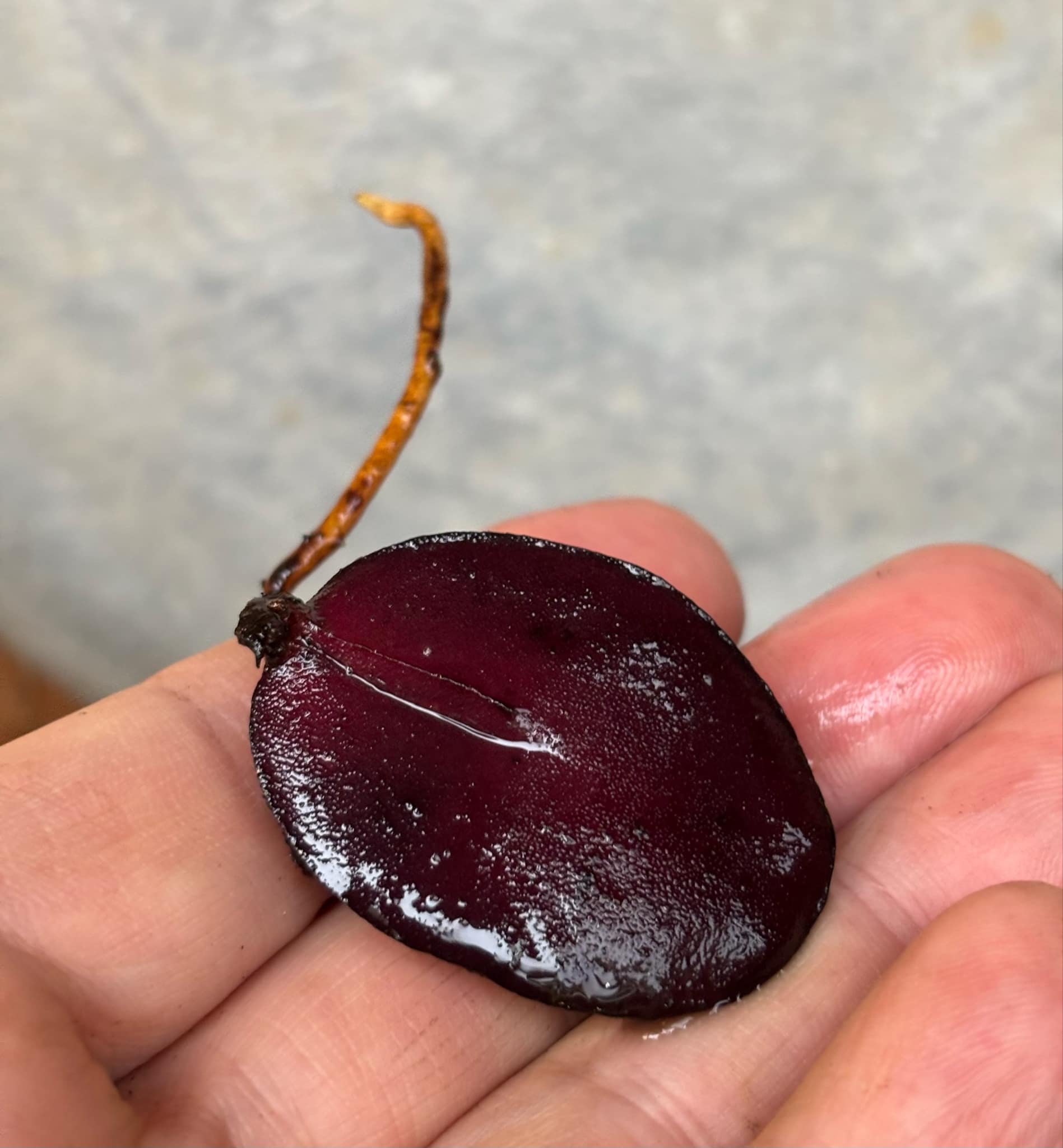 Plinia costaricensis - 1 germinated seed / 1 gekeimter Samen Plinia costaricensis - 1 germinated seed / 1 gekeimter Samen