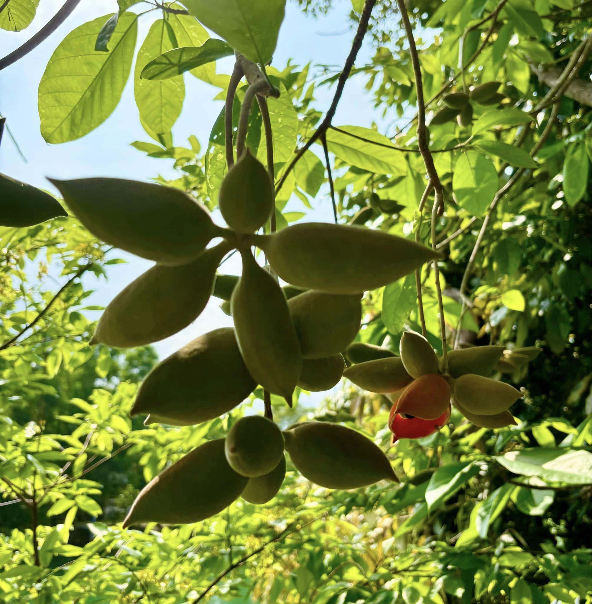 Sterculia lanceolata - 1 potted plant / 1 getopfte Pflanze 
