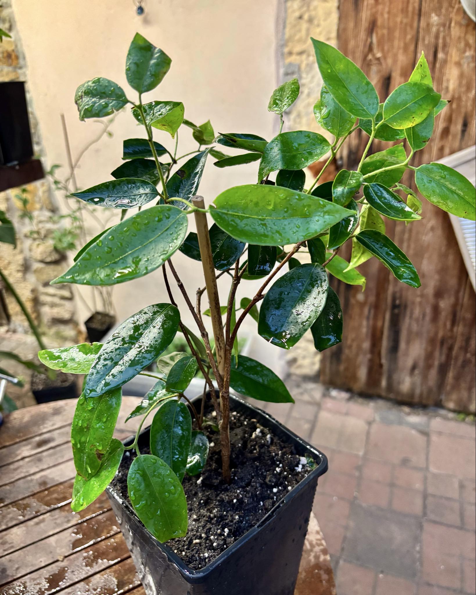 three years old - Cambuca (Plinia edulis) - 1 potted plant / 1 getopfte Pflanze