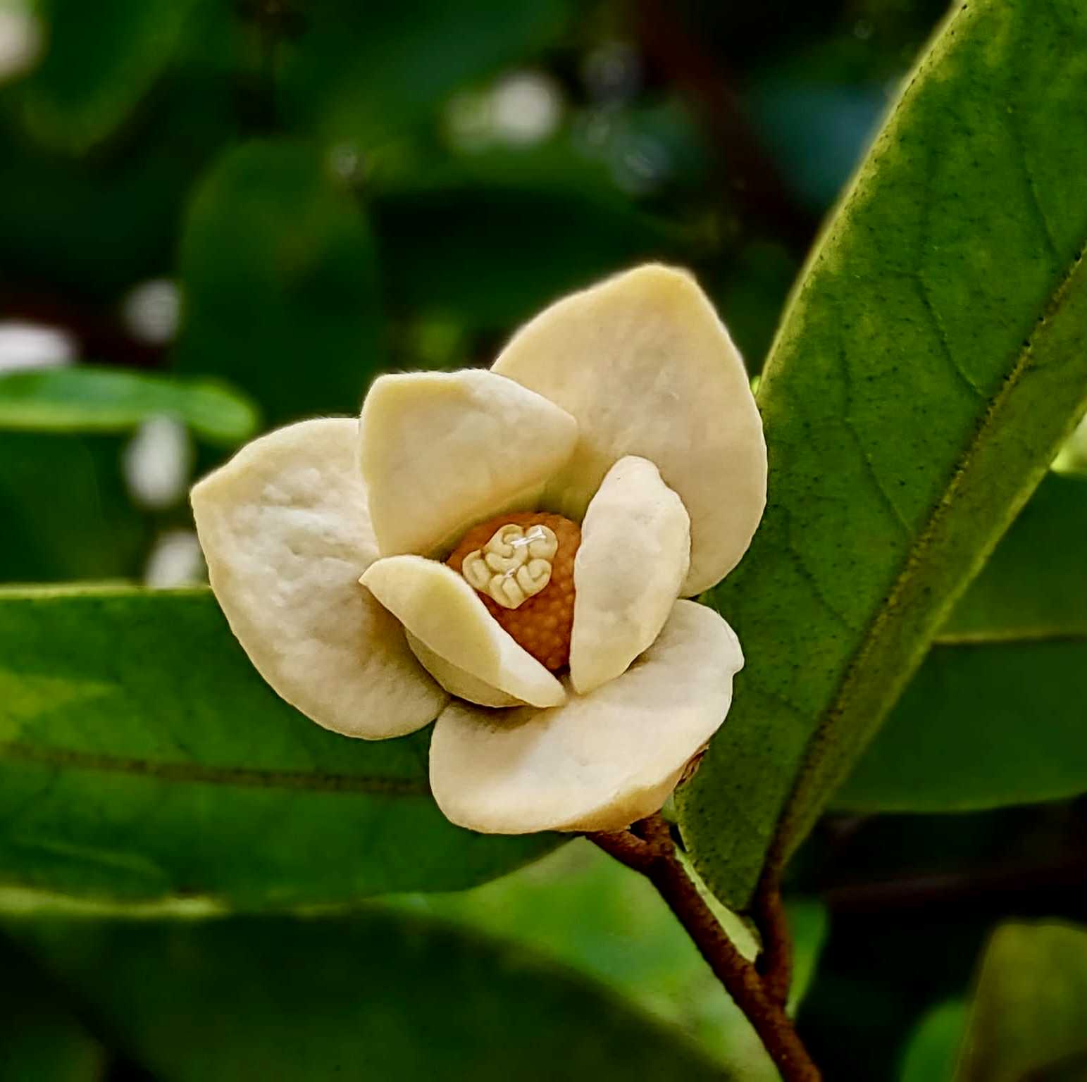 Uvaria siamensis -  1 potted plant / 1 getopfte Pflanze