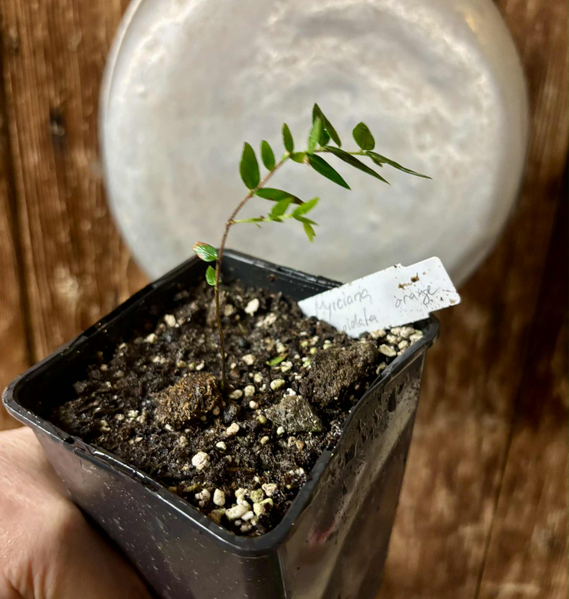 Myrciaria cuspidata ORANGE - 1 potted plant / 1 getopfte Pflanze 