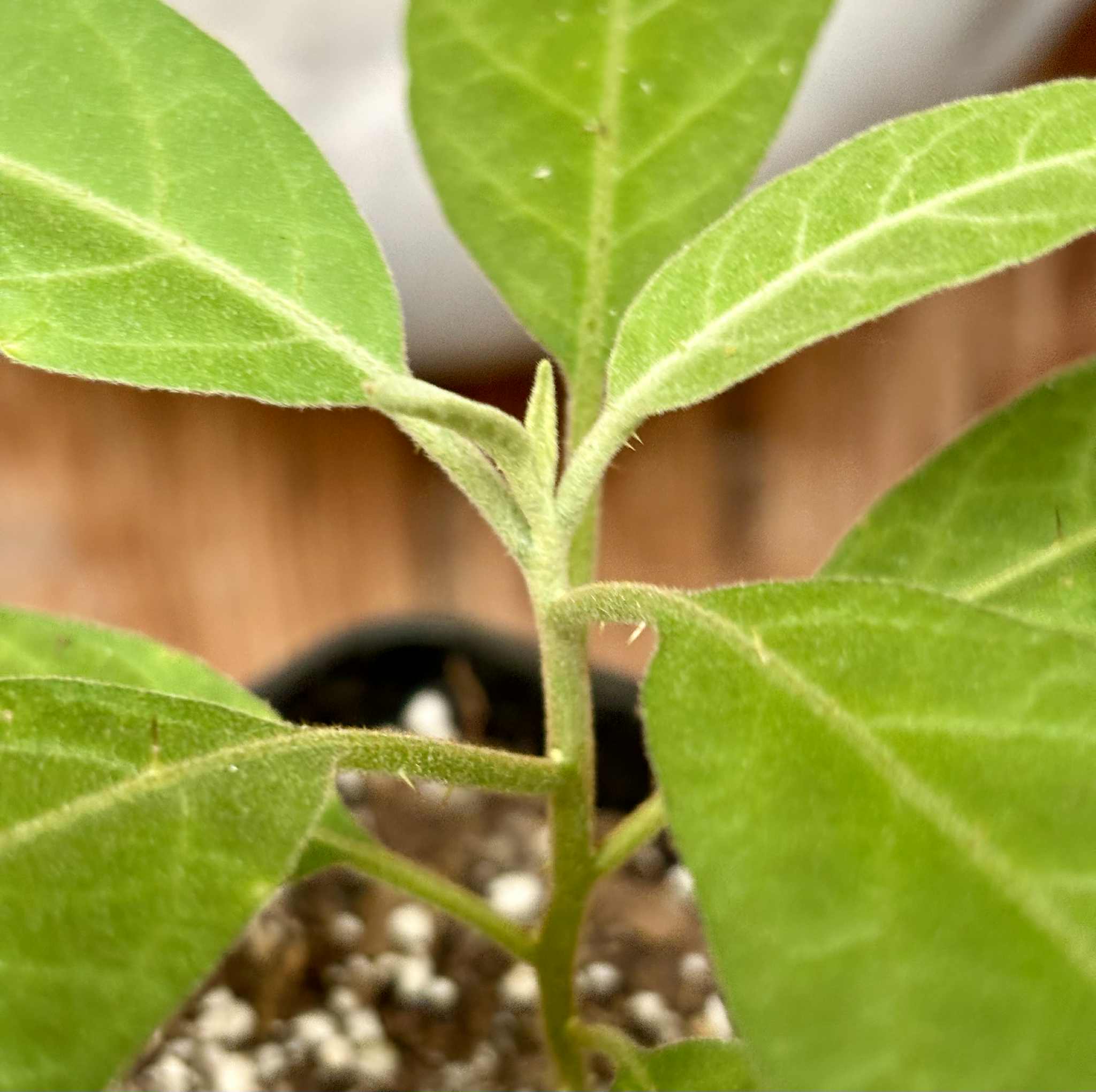 Solanum sp. Mata Escura - 1 potted plant / 1 getopfte Pflanze