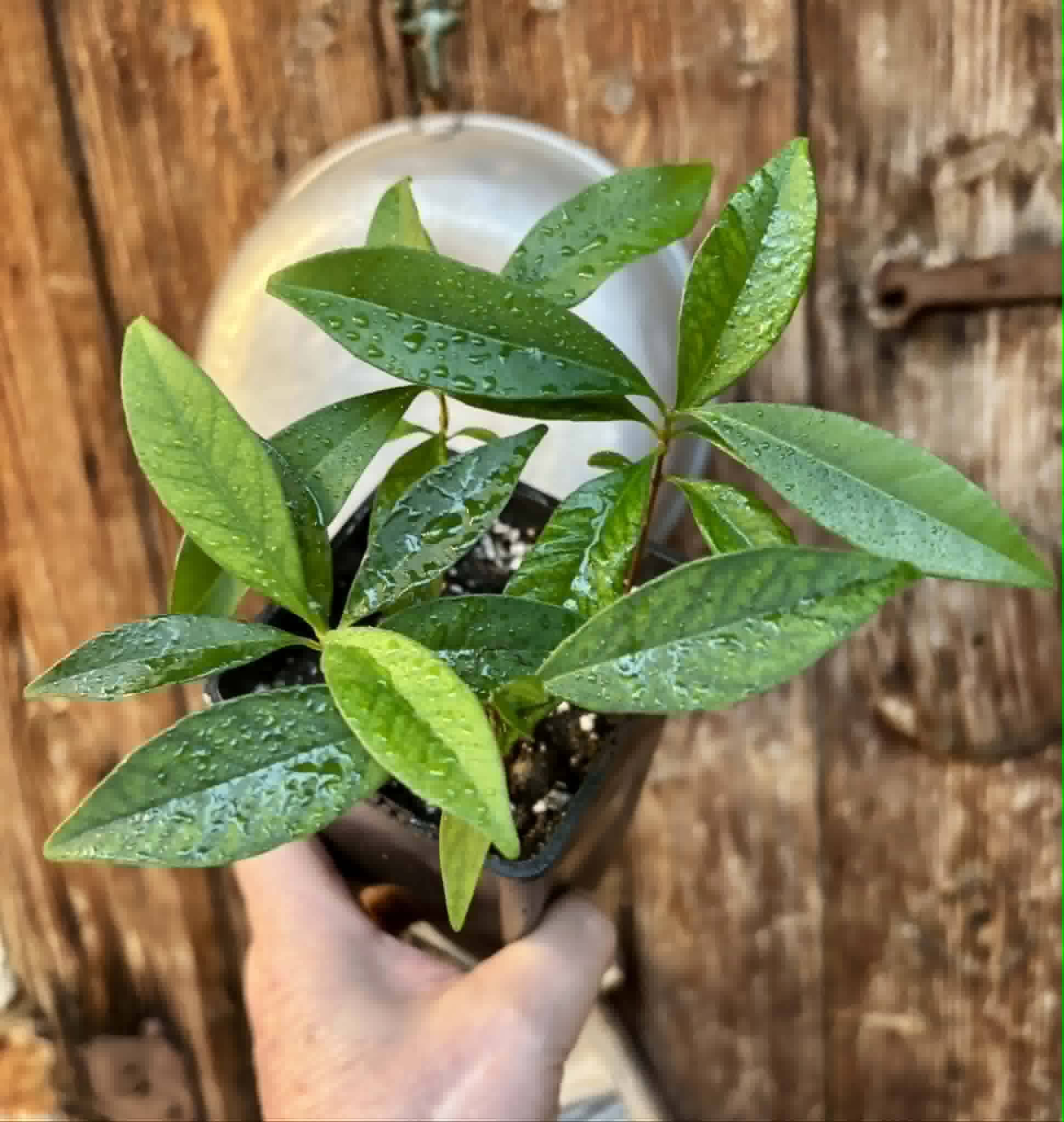 4 in 1 pot - Grumixama-açu (Eugenia villae-novae) - 4 seedlings in one pot / 4 Sämlinge in einem Topf