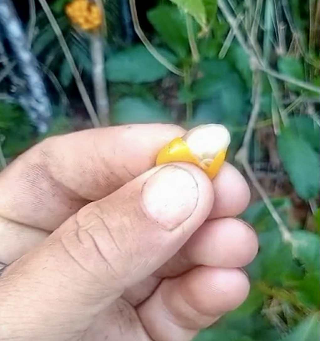 Cordia nodosa - 1 fresh seed / 1 frischer Samen