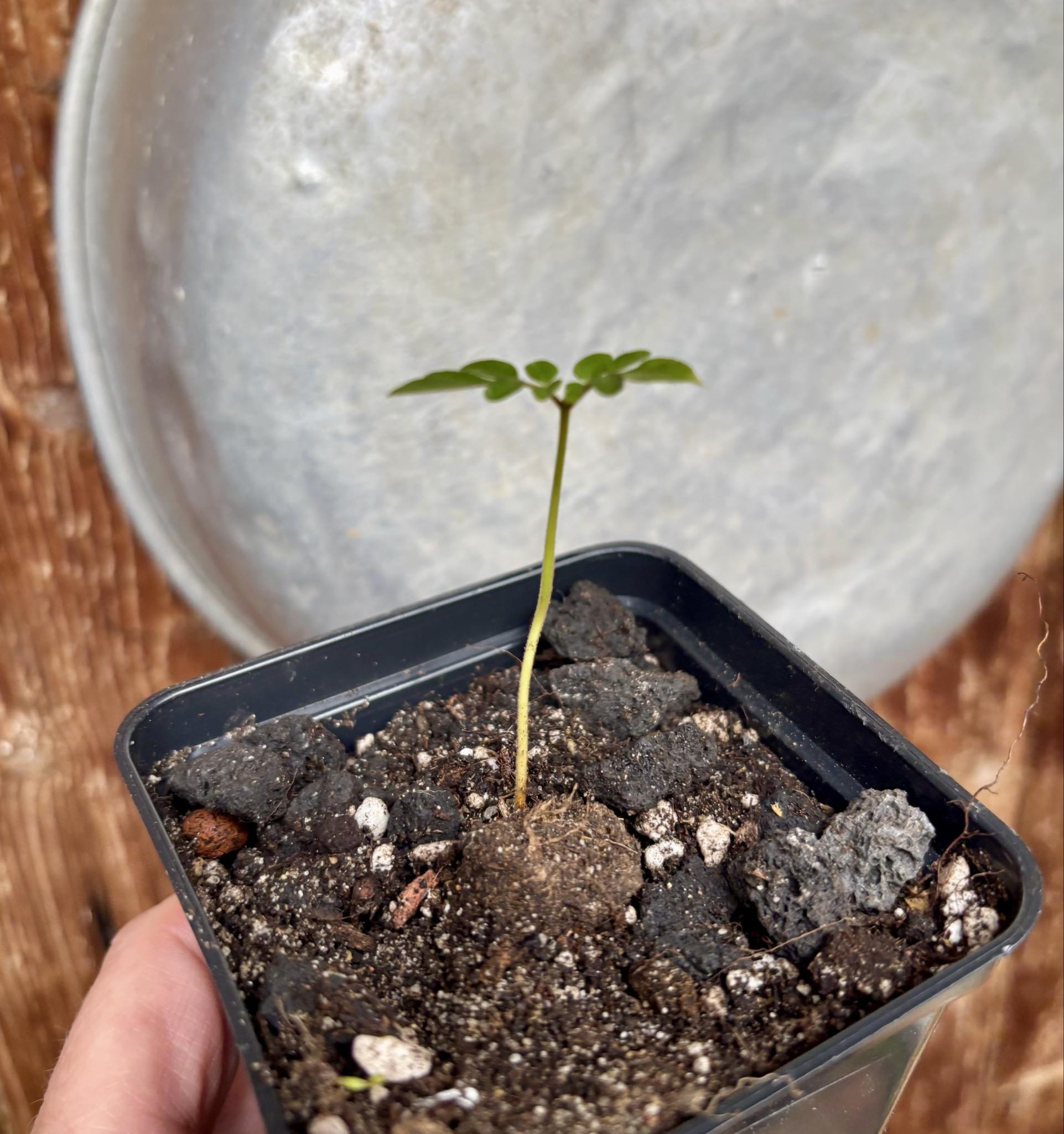 Guaraná-Samambaia (Paullinia rhomboidea) - 1 potted seedling / 1 getopfter Sämling Guaraná-Samambaia (Paullinia rhomboidea) - 1 potted seedling / 1 getopfter Sämling