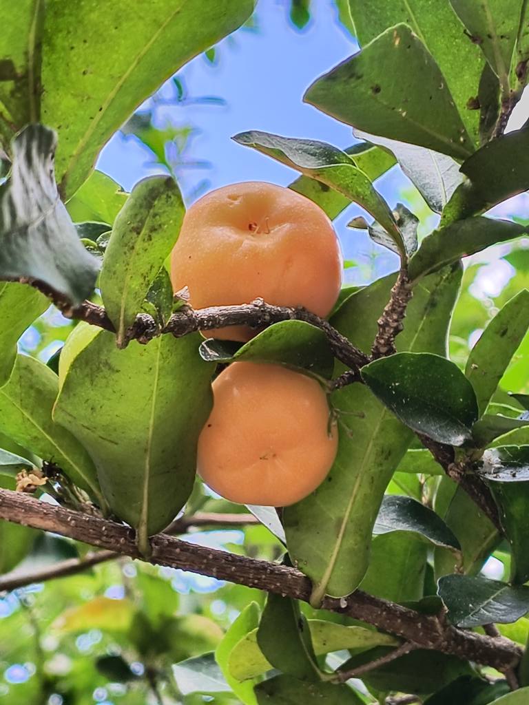 Yellow Acerola (Malpighia glabra) - 1 fresh seed / 1 frischer Samen
