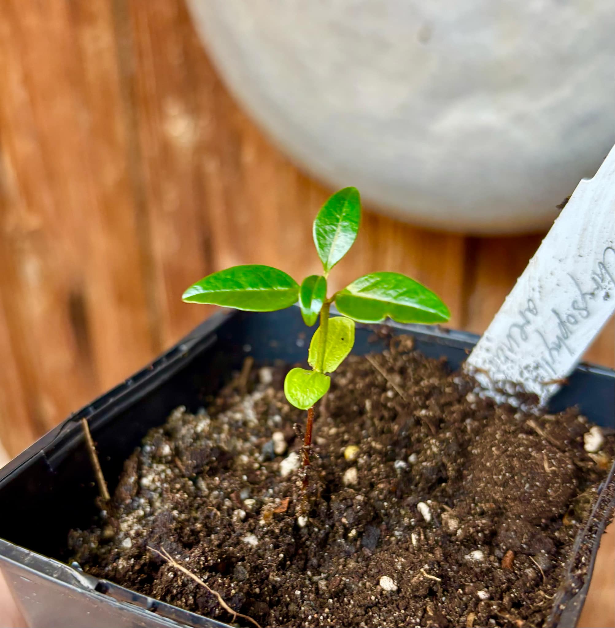 Chrysophyllum arenarium - Ameixa do Nordeste - 1 small potted plant / 1 kleine, getopfte Pflanze