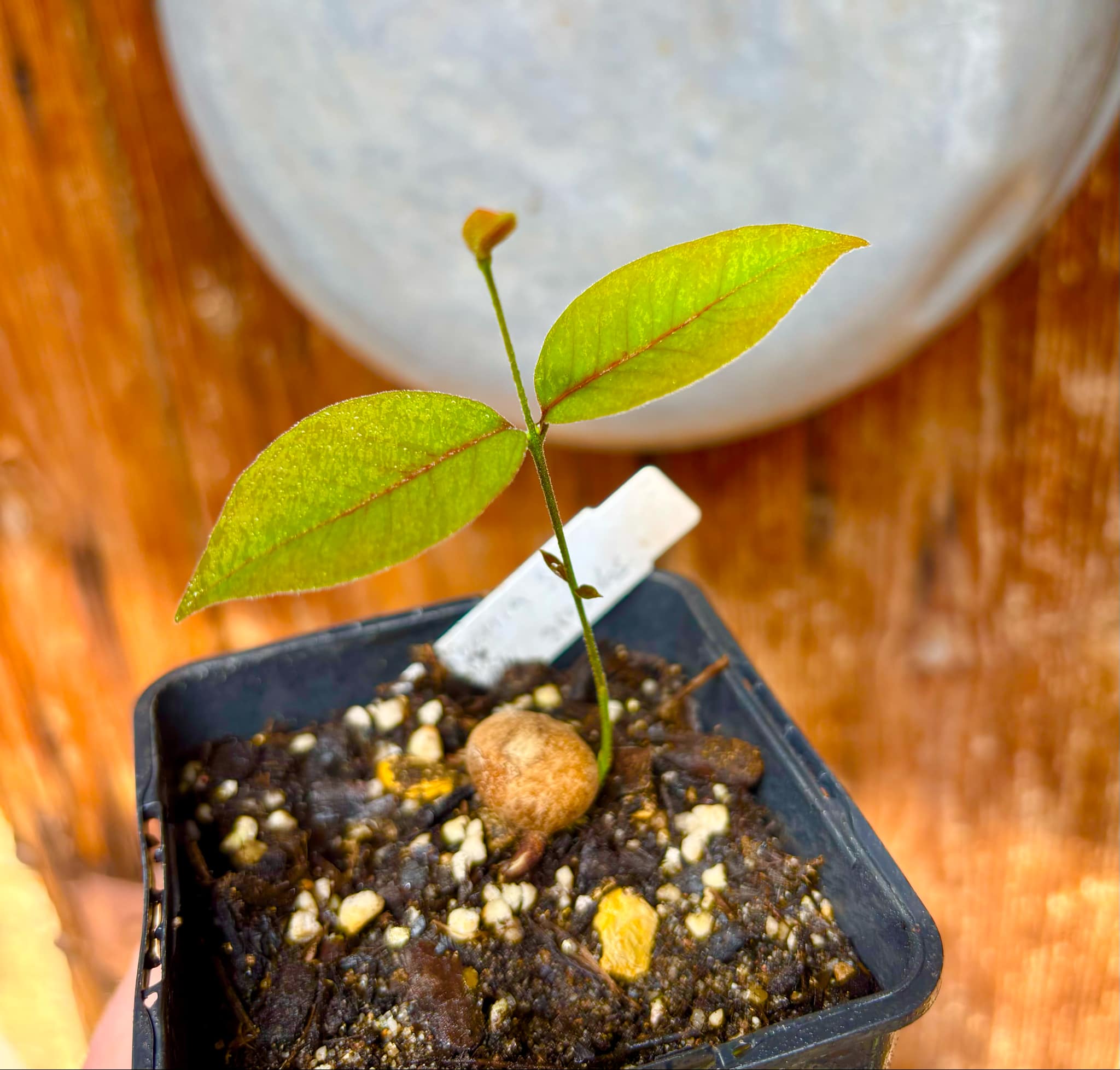 Eugenia sp Guajuba graudas -  1 small potted seedling / 1 kleiner, getopfter Sämling