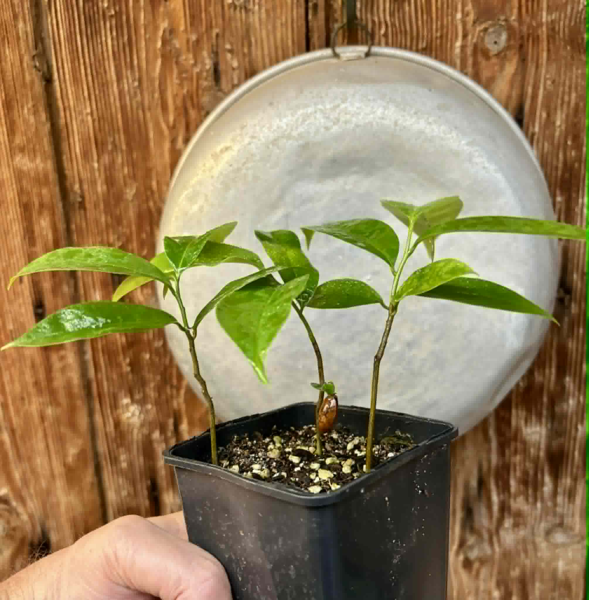 3 in 1 pot - Annona muricata - Soursop / Stachelannone - 3 seedlings in one pot / 3 Sämlinge in einem Topf 