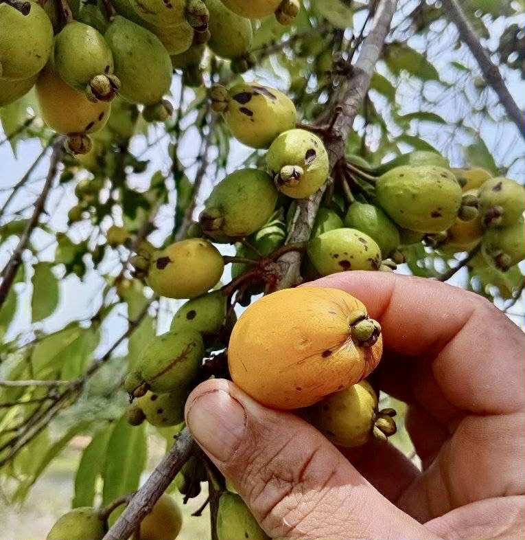 Eugenia sp amarela de Rondonia - 1 fresh seed / 1 frischer Samen