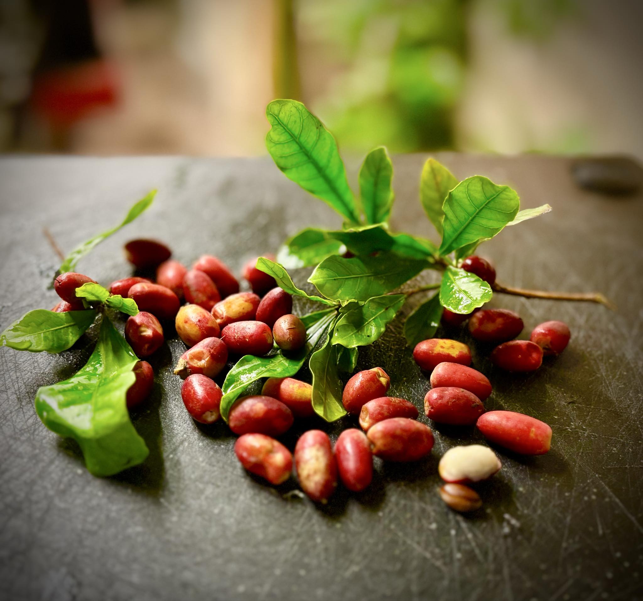 Miracle fruit / Miracel berry  (Synsepalum  dulcificum) - 1 fresh seed / 1 frischer Samen