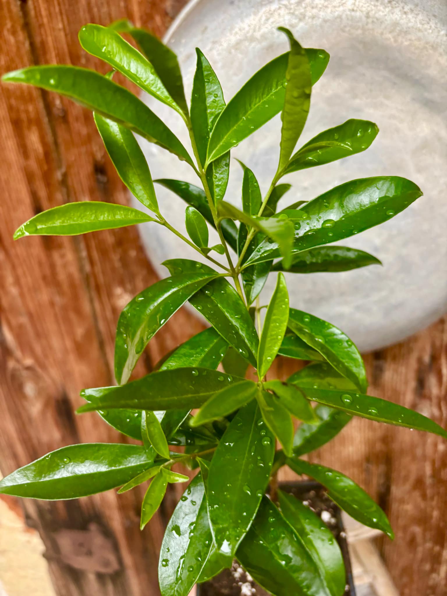 Eugenia involucrata var. Scarlet - 1 potted plant / 1 getopfte Pflanze