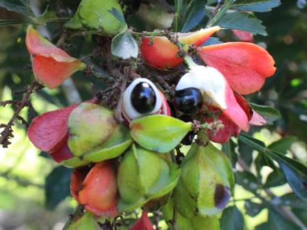 Guarana Samambaia (Paullinia rhomboidea) - 1 potted plant / 1 getopfte Pflanze 