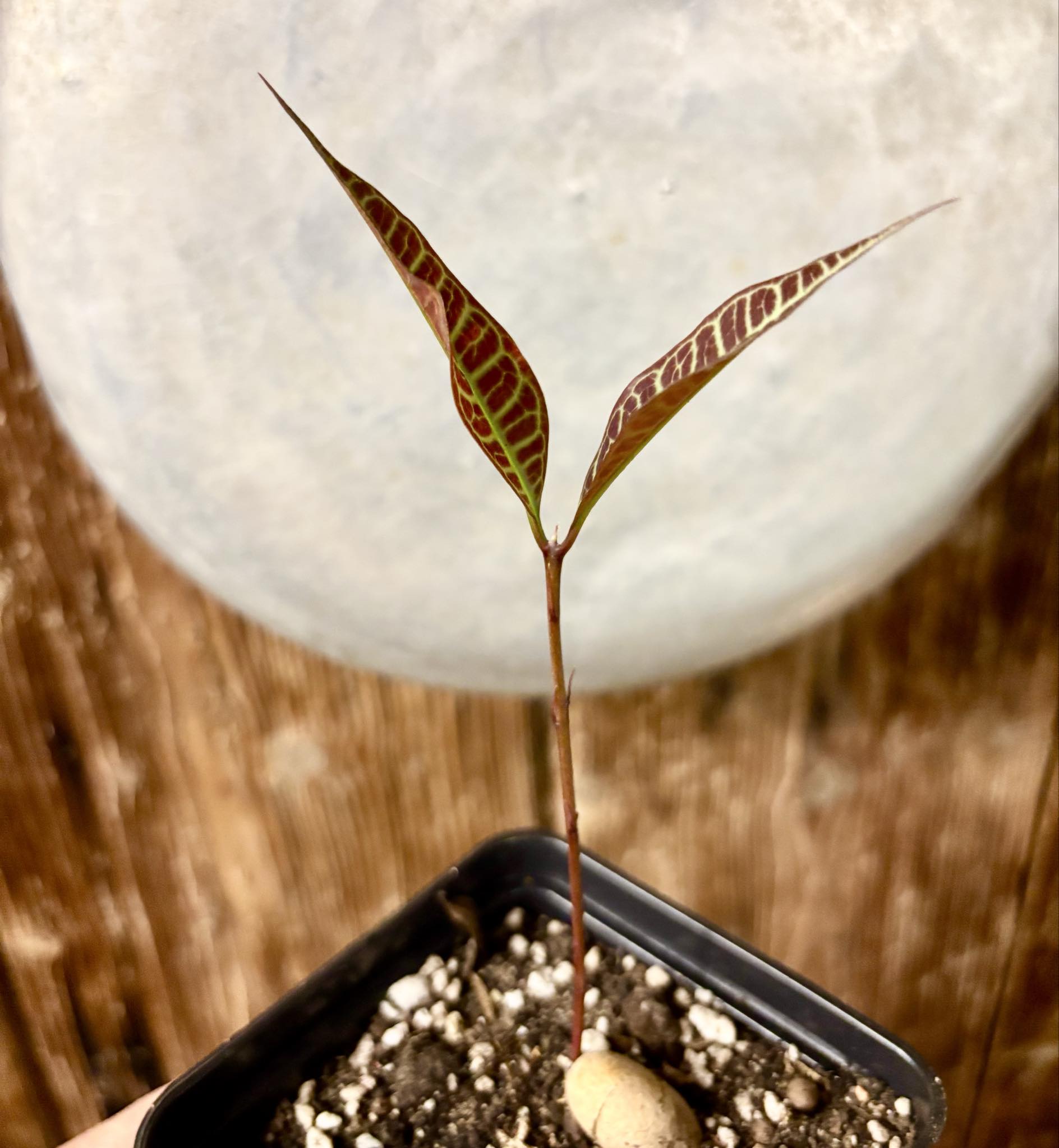 Eugenia sp Labisia -  1 potted seedling / 1 getopfter Sämling