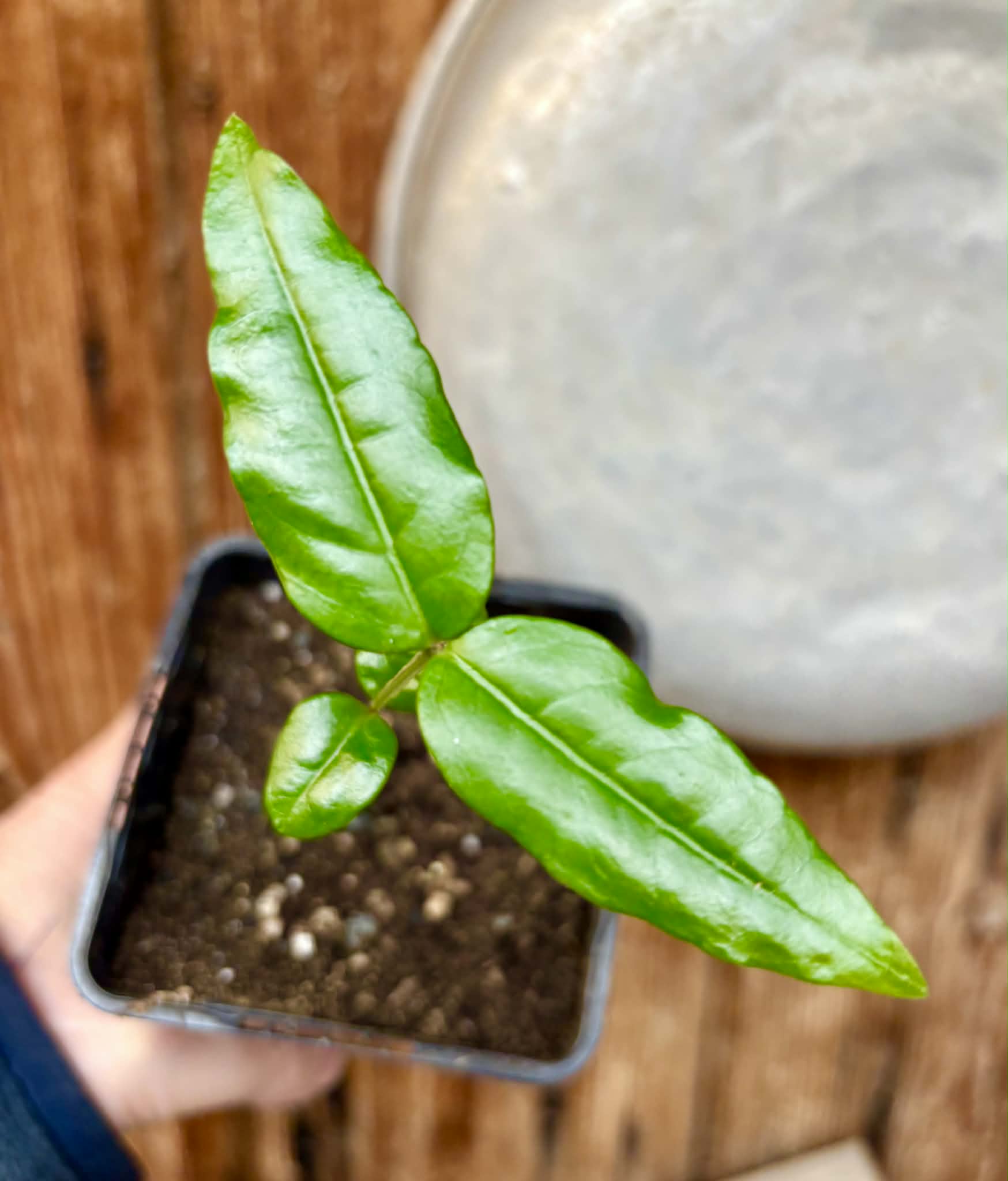 Mouriri sp Rondonia - 1 potted seedling / 1 getopfter Sämling