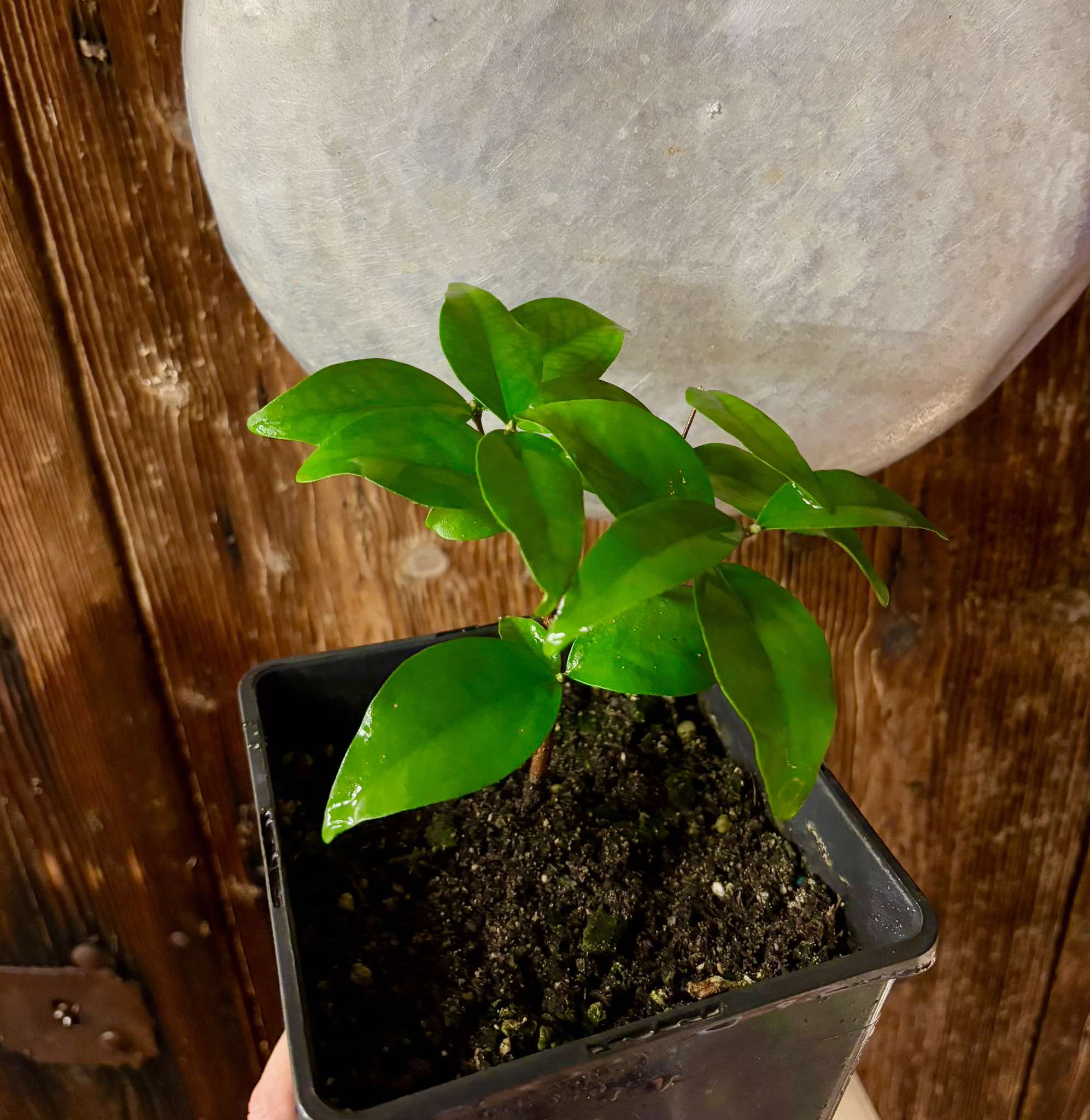 Eugenia sp Laranja Serralandia - 1 potted plant / 1 getopfte Pflanze