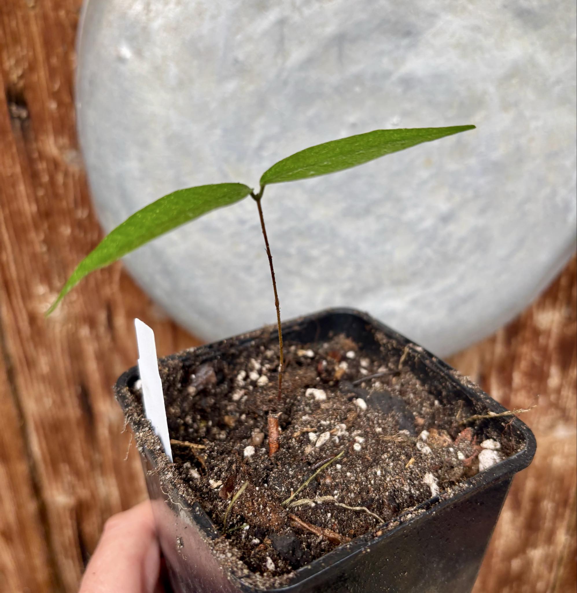 Neomitranthes sp Rubi - 1 potted seedling / 1 getopfter Sämling