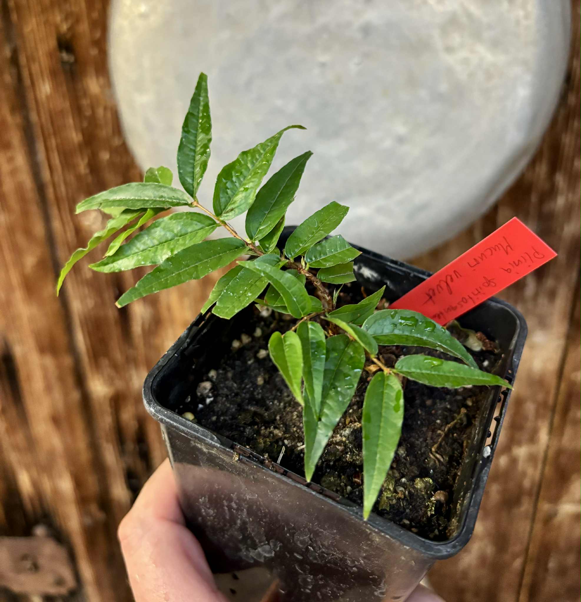 Plinia spiritosantensis var. Mucuri Velvet - 1 potted plant/ 1 getopfte Pflanze