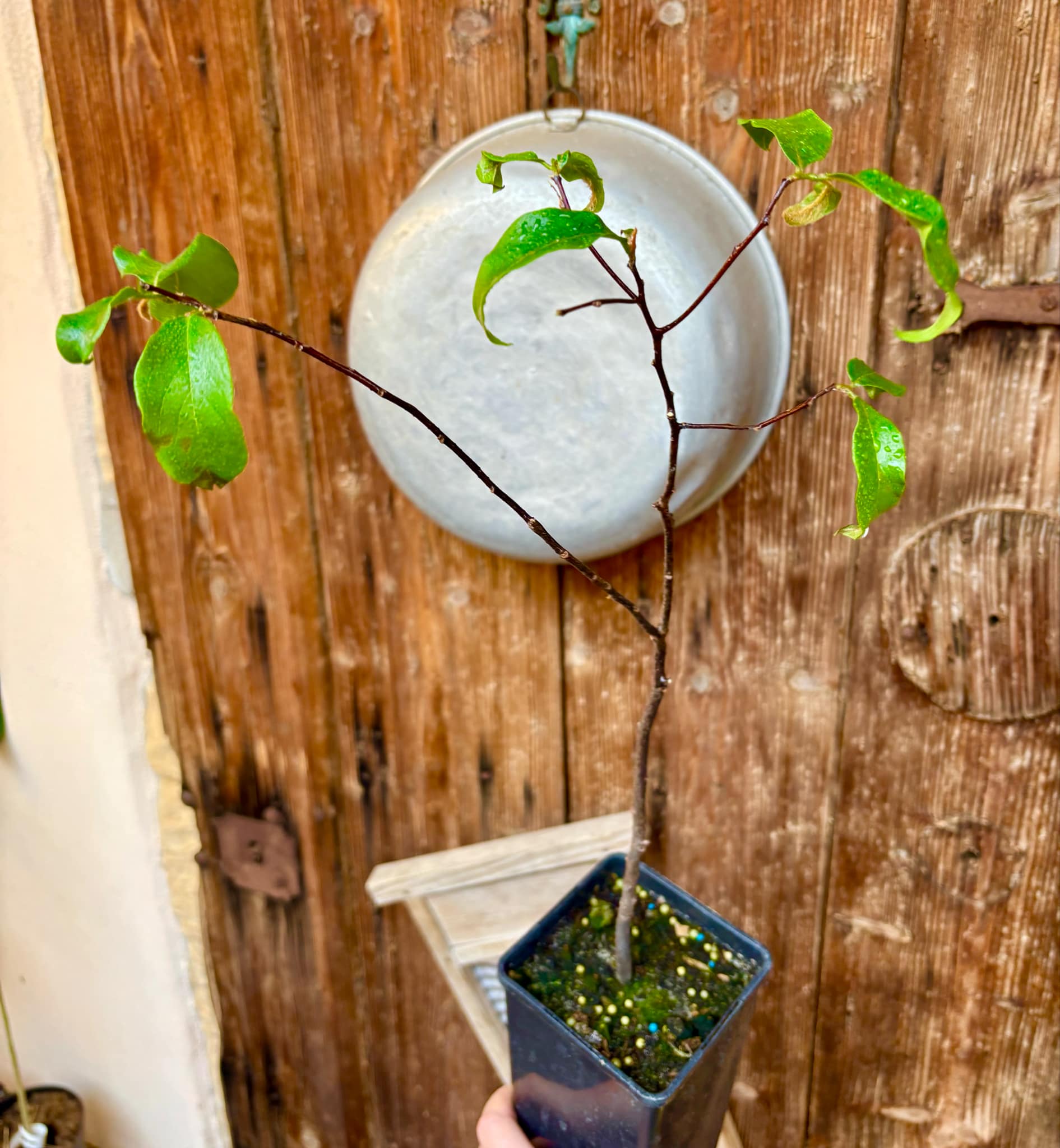 Gold Apple (Diospyros decandra) - 1 potted plant / 1 getopfte Pflanze