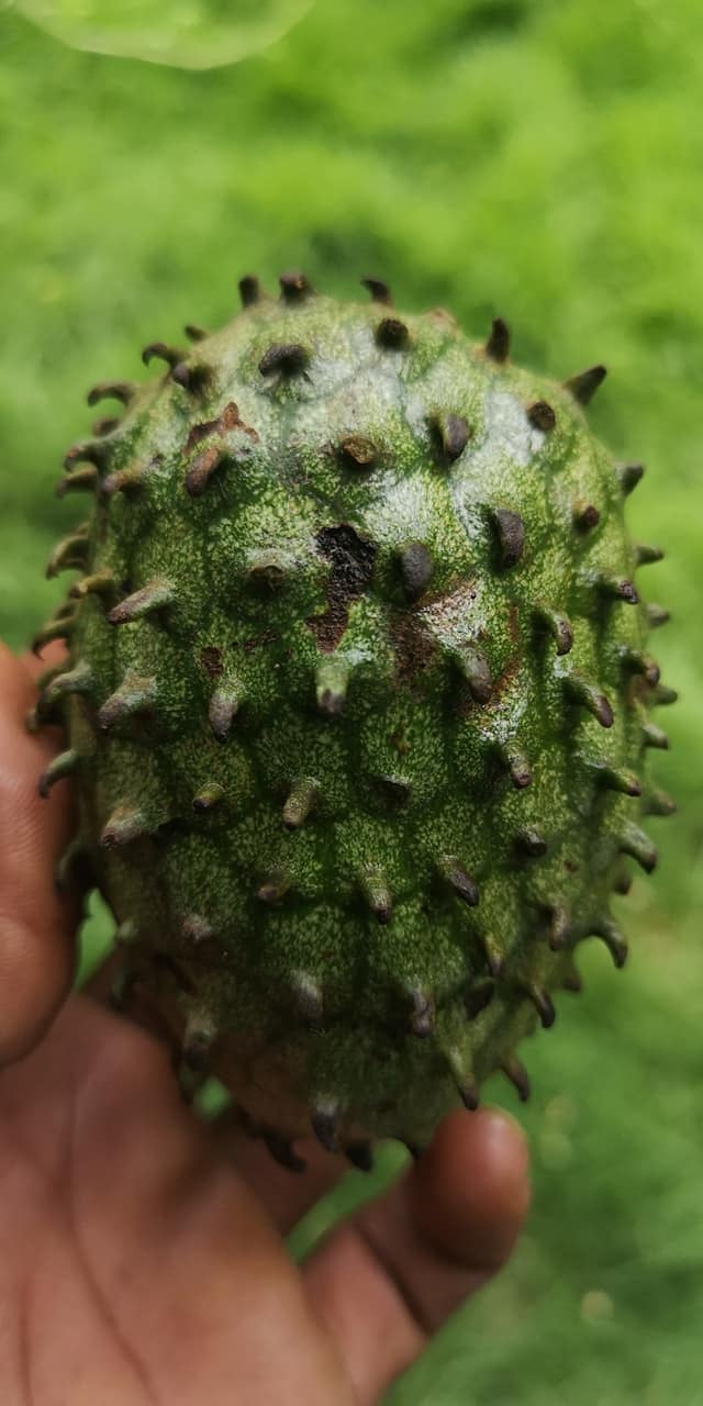 Annona nitida - 1 potted plant / 1 getopfte Pflanze Annona nitida - 1 potted plant / 1 getopfte Pflanze