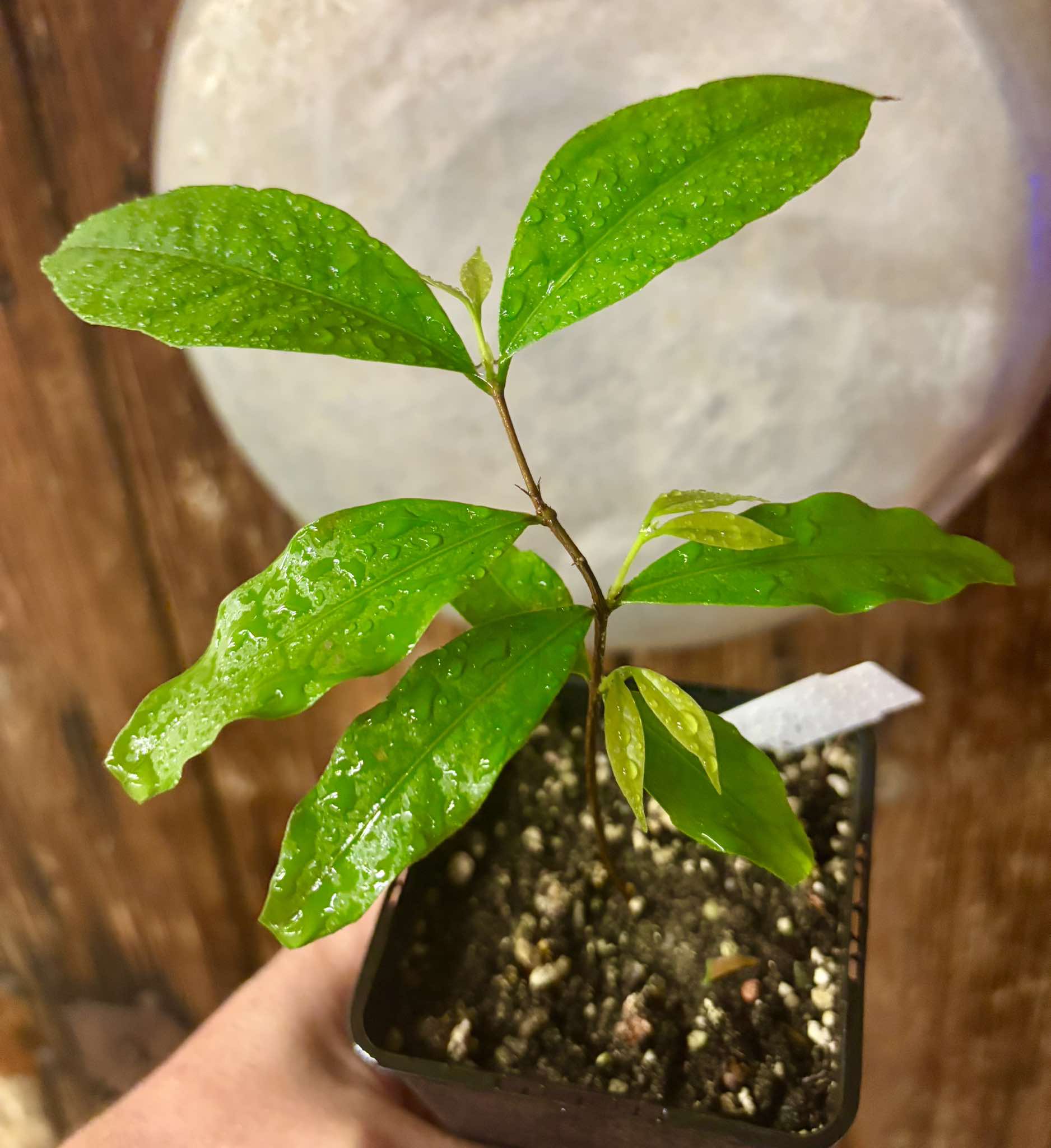Ruby do Amazonas (Eugenia patrisii) Nr. 3 - 1 potted seedling / 1 getopfter Sämling Kopie