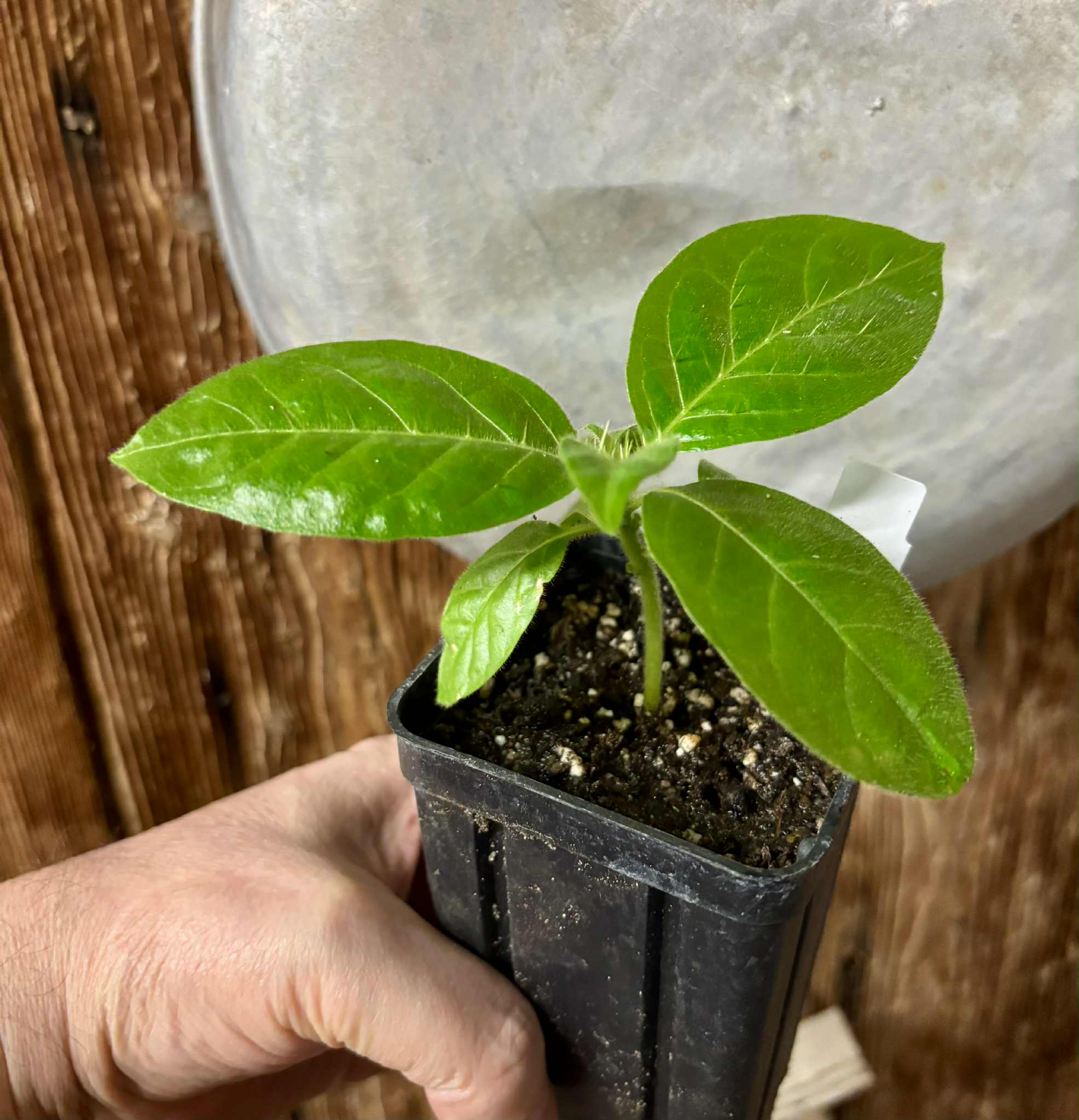 Solanum rumpincola - 1 small potted seedling / 1 kleiner, getopfter Sämling