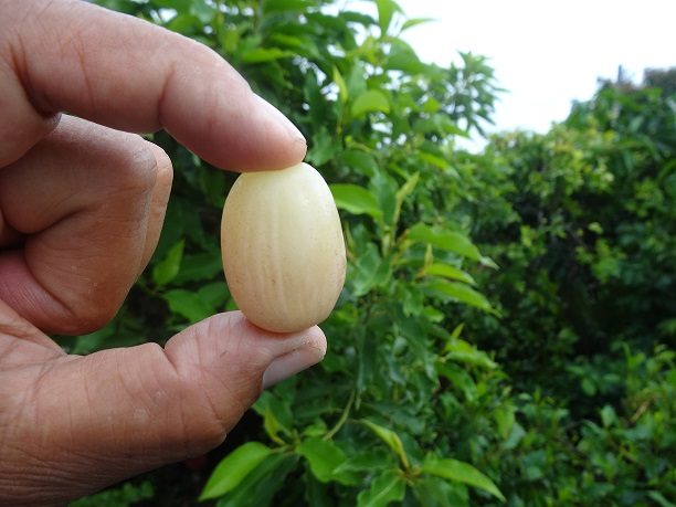 Syzygium cumini var. alba  (White Jambolan) - 1 germinated seed / 1 gekeimter Samen