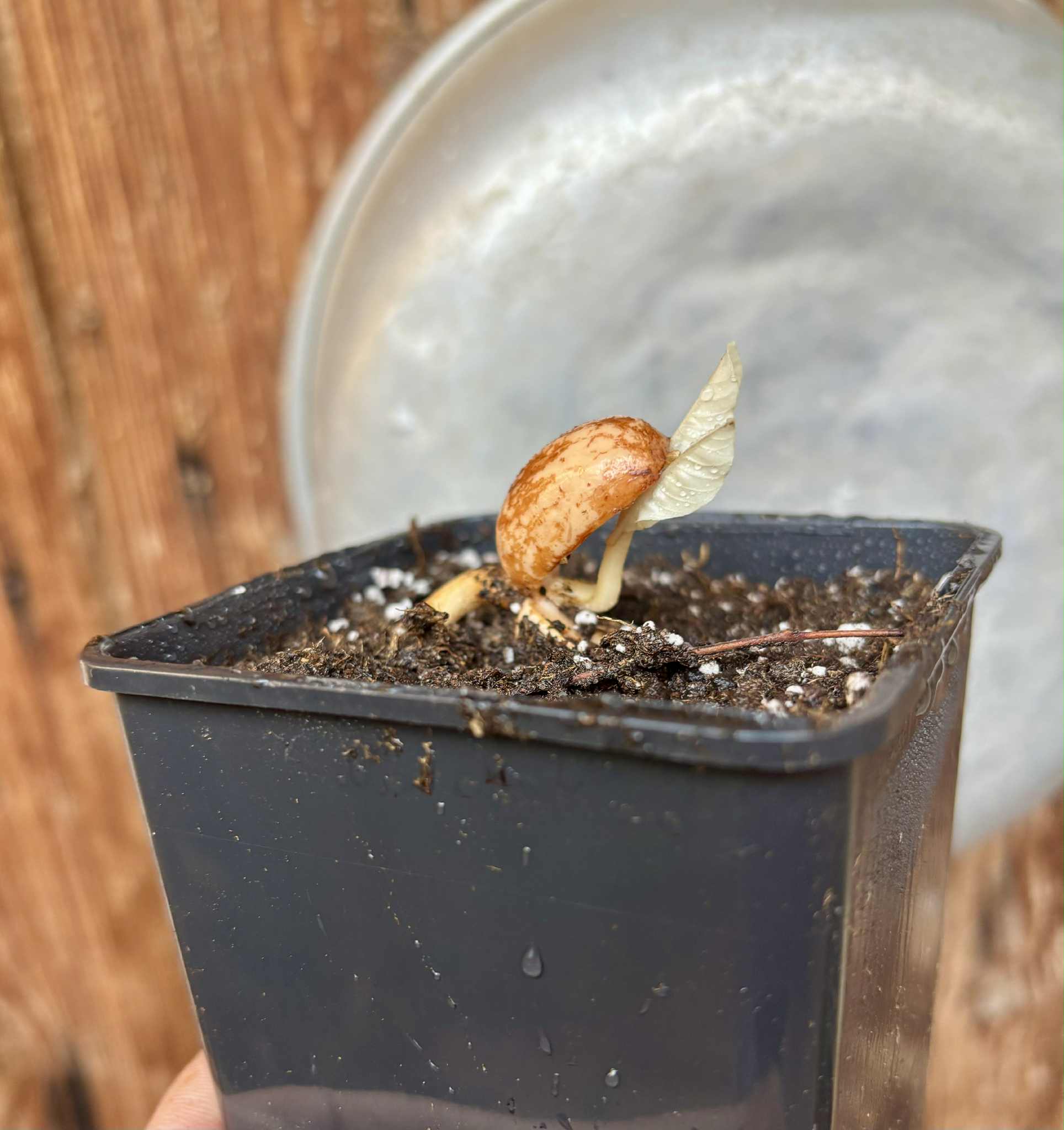 Pradosia sp Rondonia - 1 potted seedling / 1 getopfter Sämling