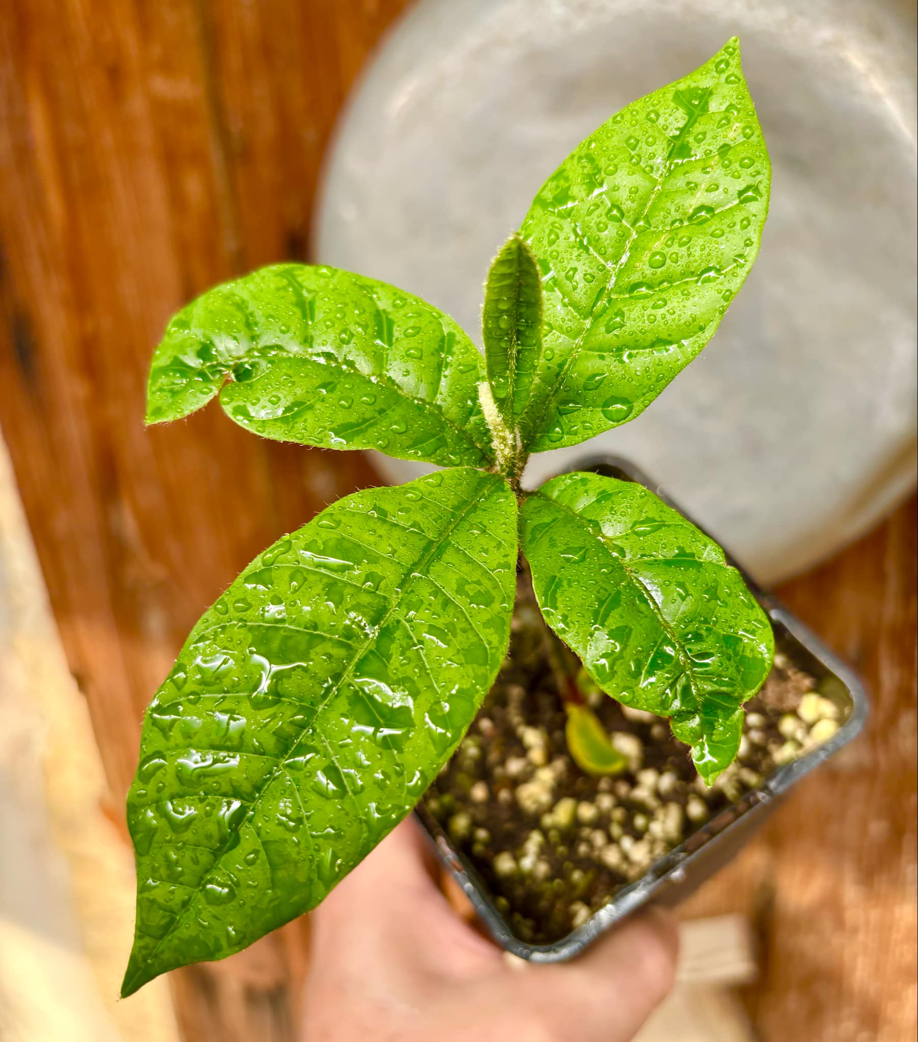 Pouteria torta subsp. torta - Abiu pilosa - 1 potted plant / 1 getopfte Pflanze