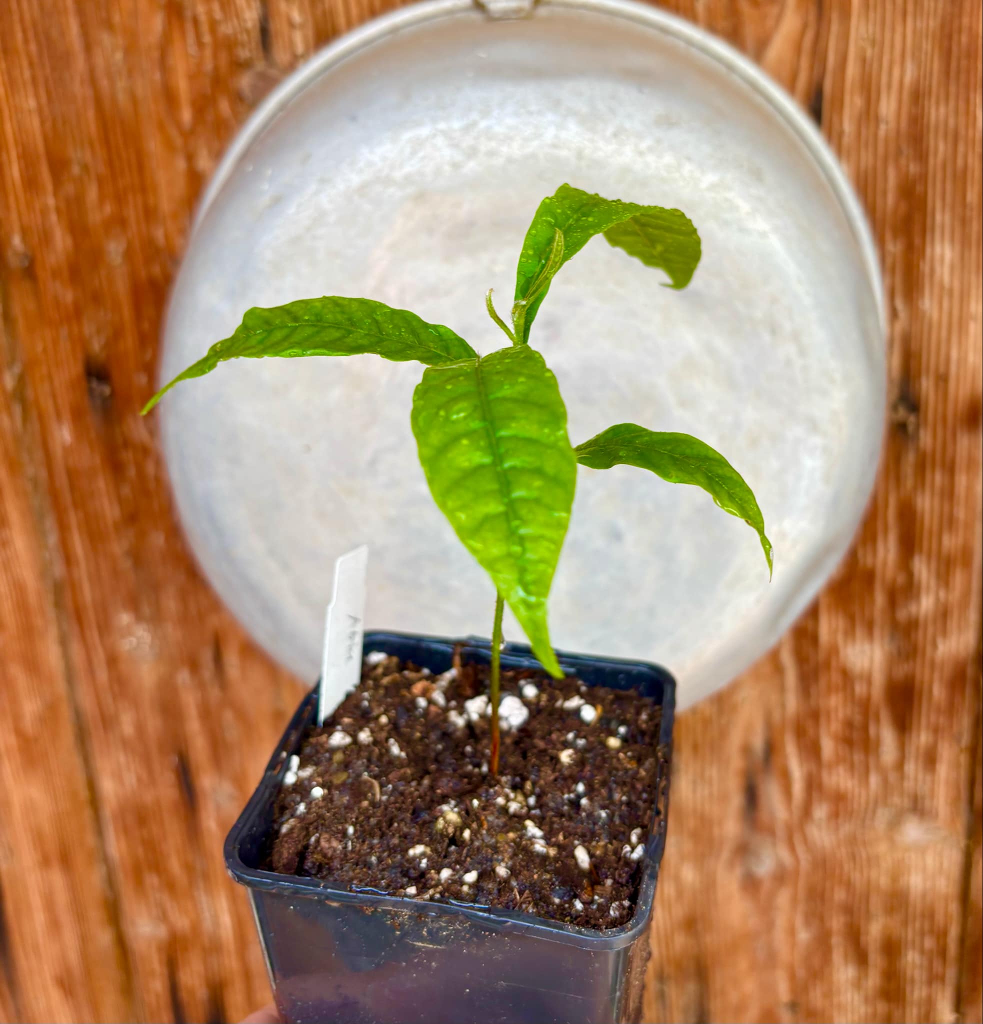 Abiu (Pouteria caimito) - 1 potted plant / 1 getopfte Pflanze