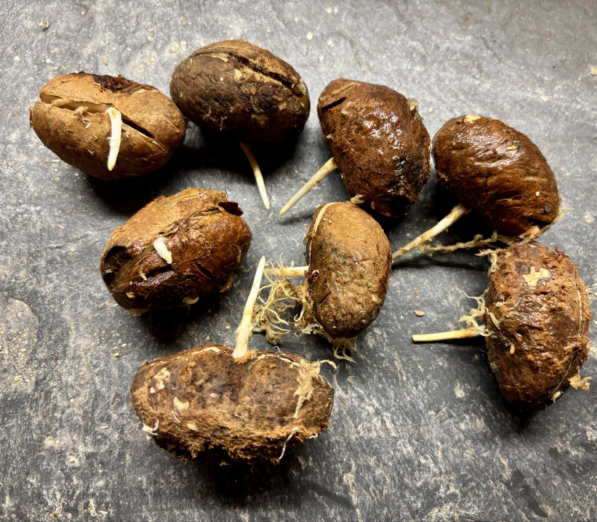 Cynometra malaccensis -  1 germinated seed / 1 gekeimter Samen