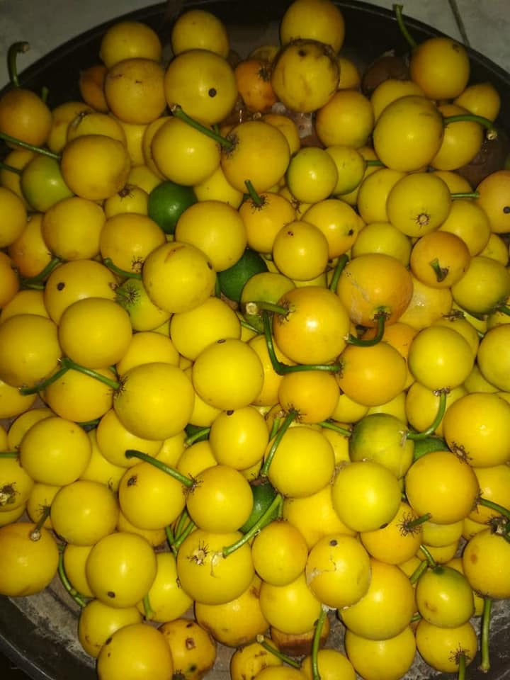 Lemon Drop Mangosteen (Garcinia intermedia) Nr. 2 - 1 potted plant / 1 getopfte Pflanze