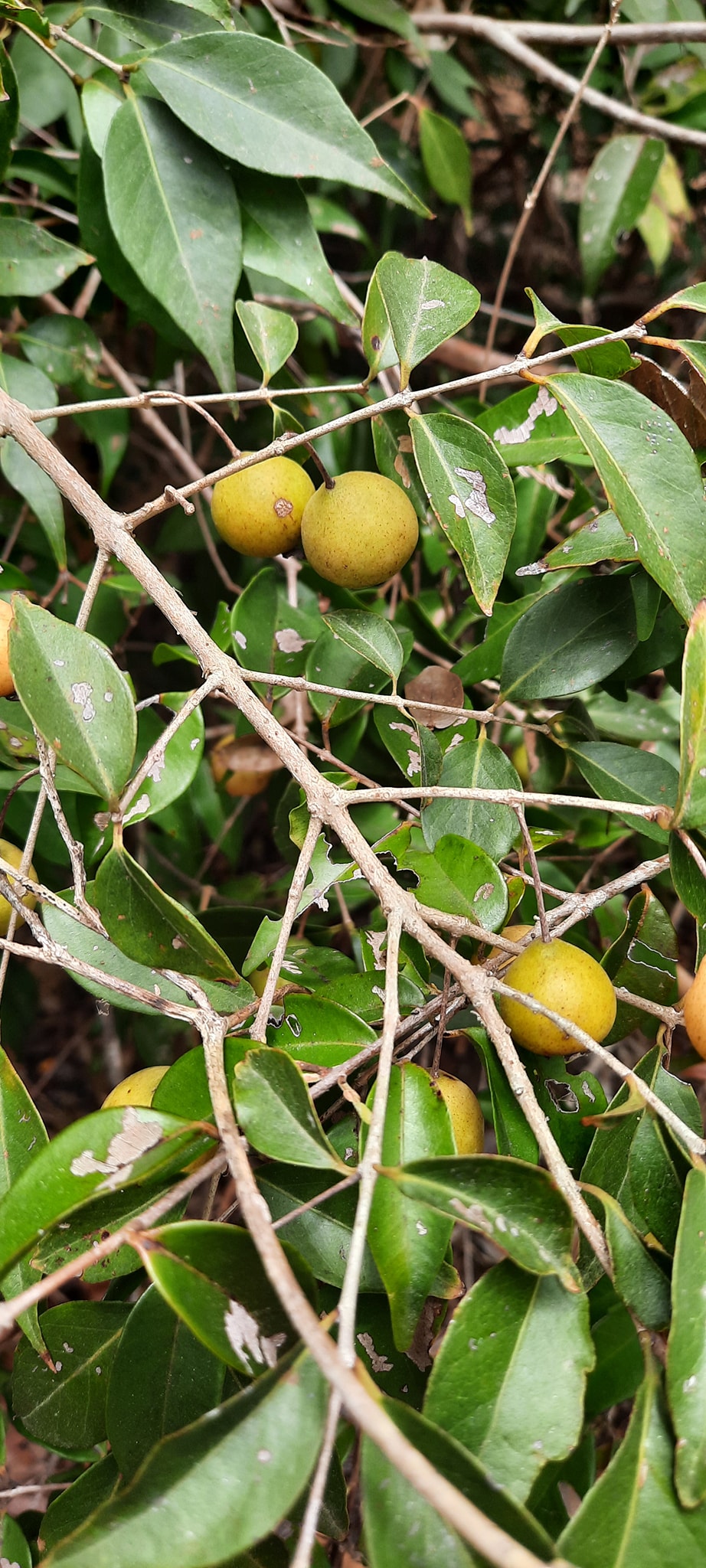 Guayabita (Psidium oligospermum) - 5 fresh seeds / 5 frische Samen Guayabita (Psidium oligospermum) - 5 fresh seeds / 5 frische Samen