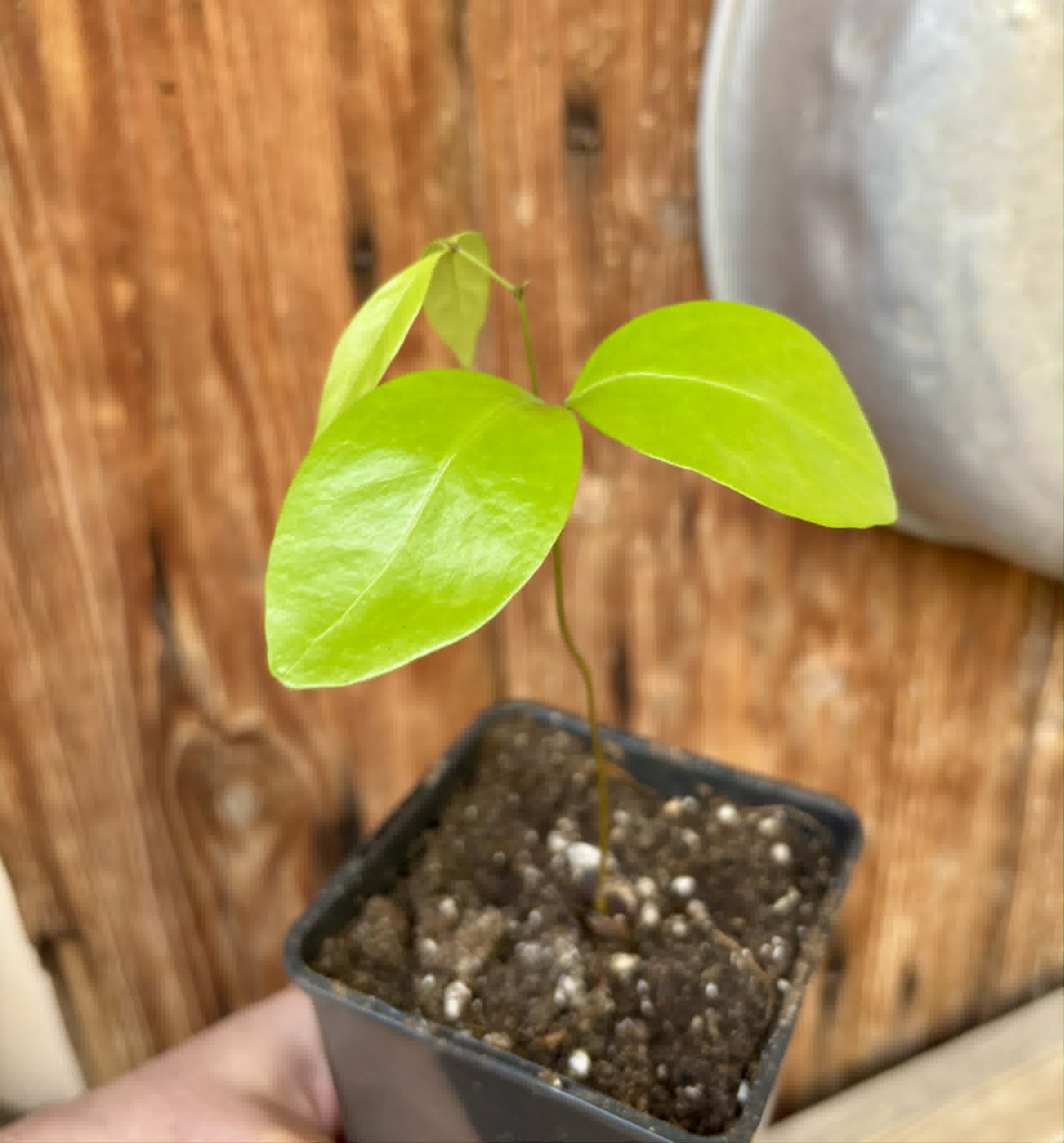 Inga sp Bananinha -  1 potted seedling  / 1 getopfter Sämling