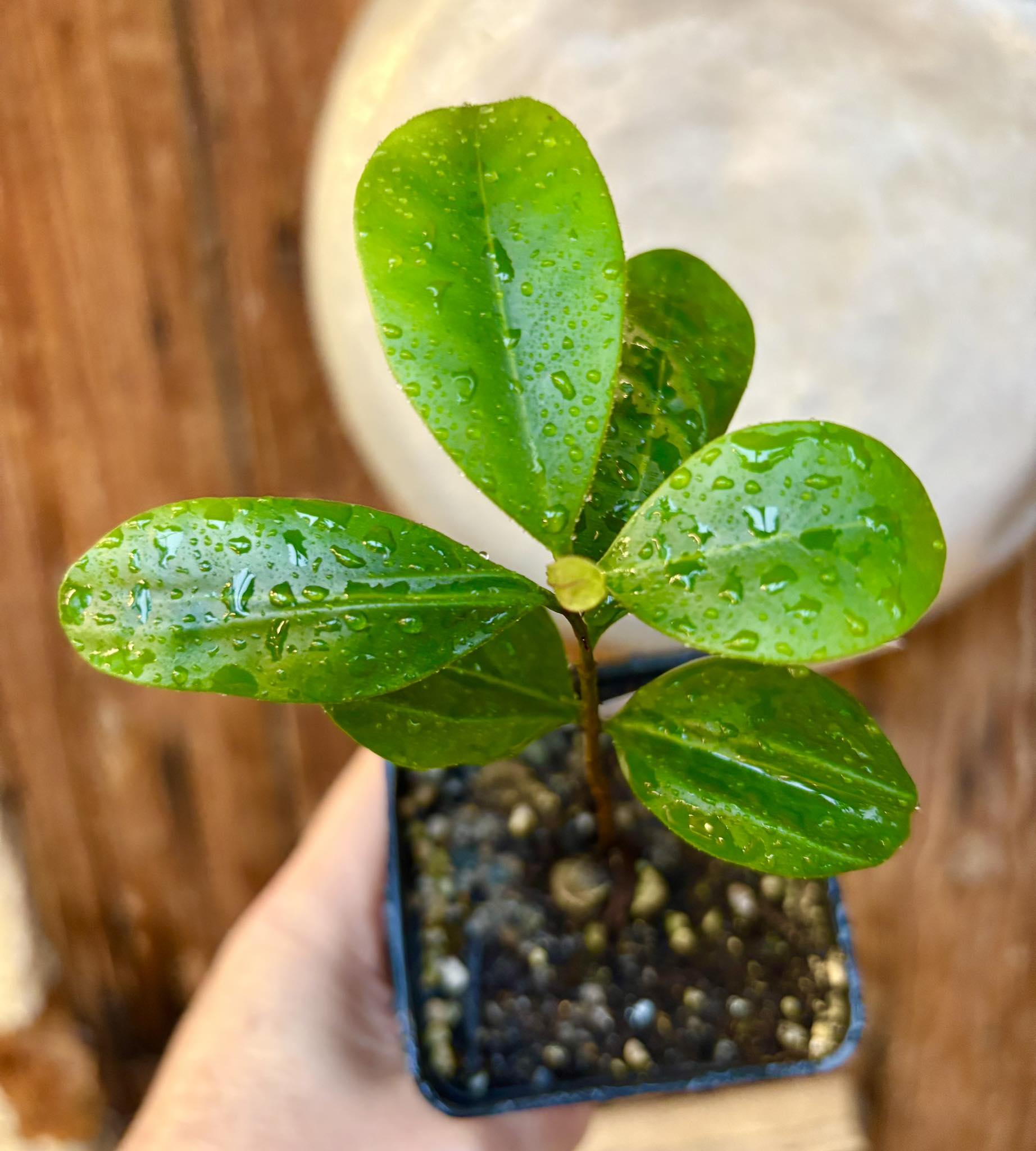 Myrcia sp Jequitinhonha - 1 potted seedling / 1 getopfter Sämling