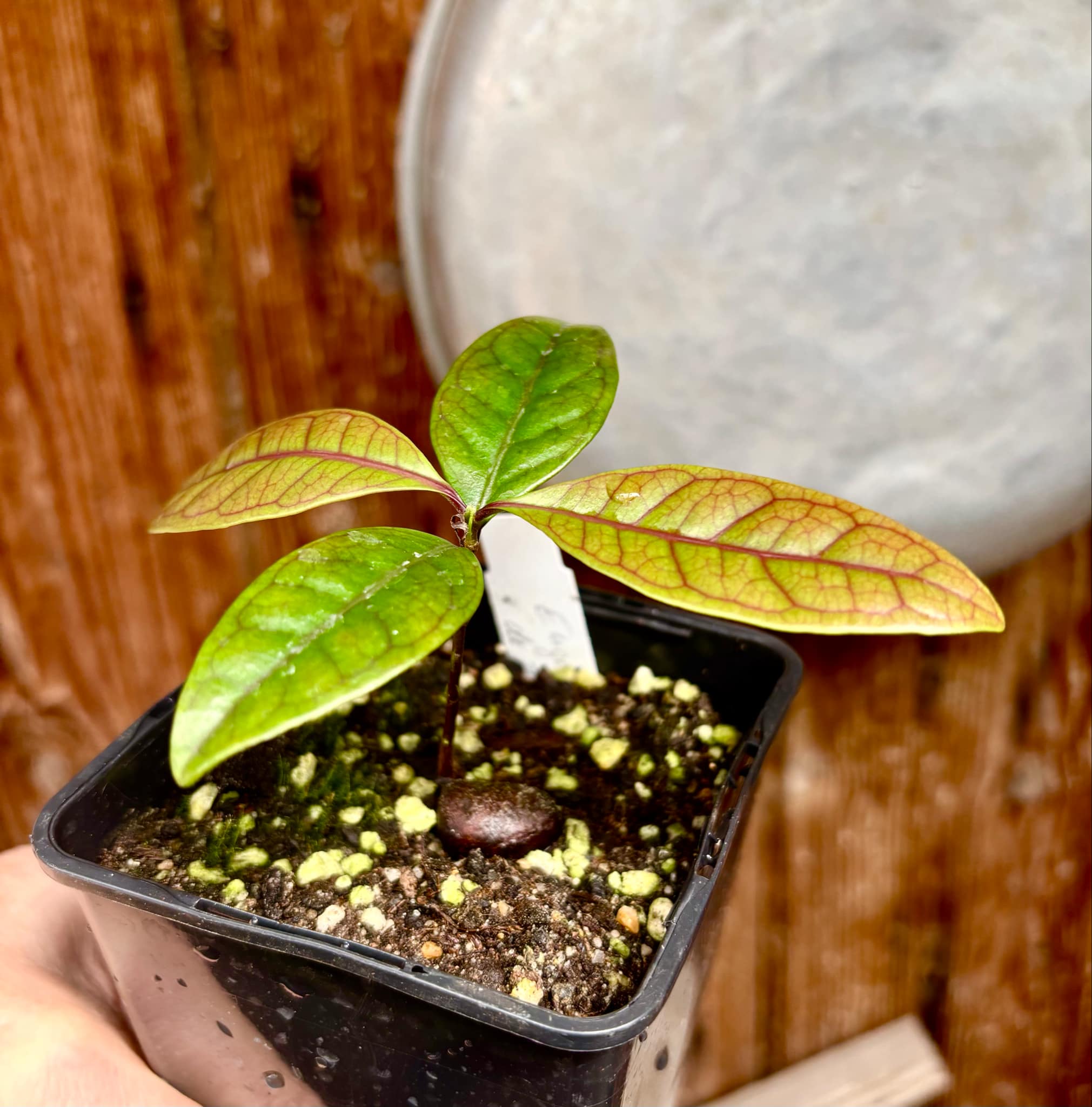 Eugenia sp de Talo -  1 small potted seedling / 1 kleiner, getopfter Sämling