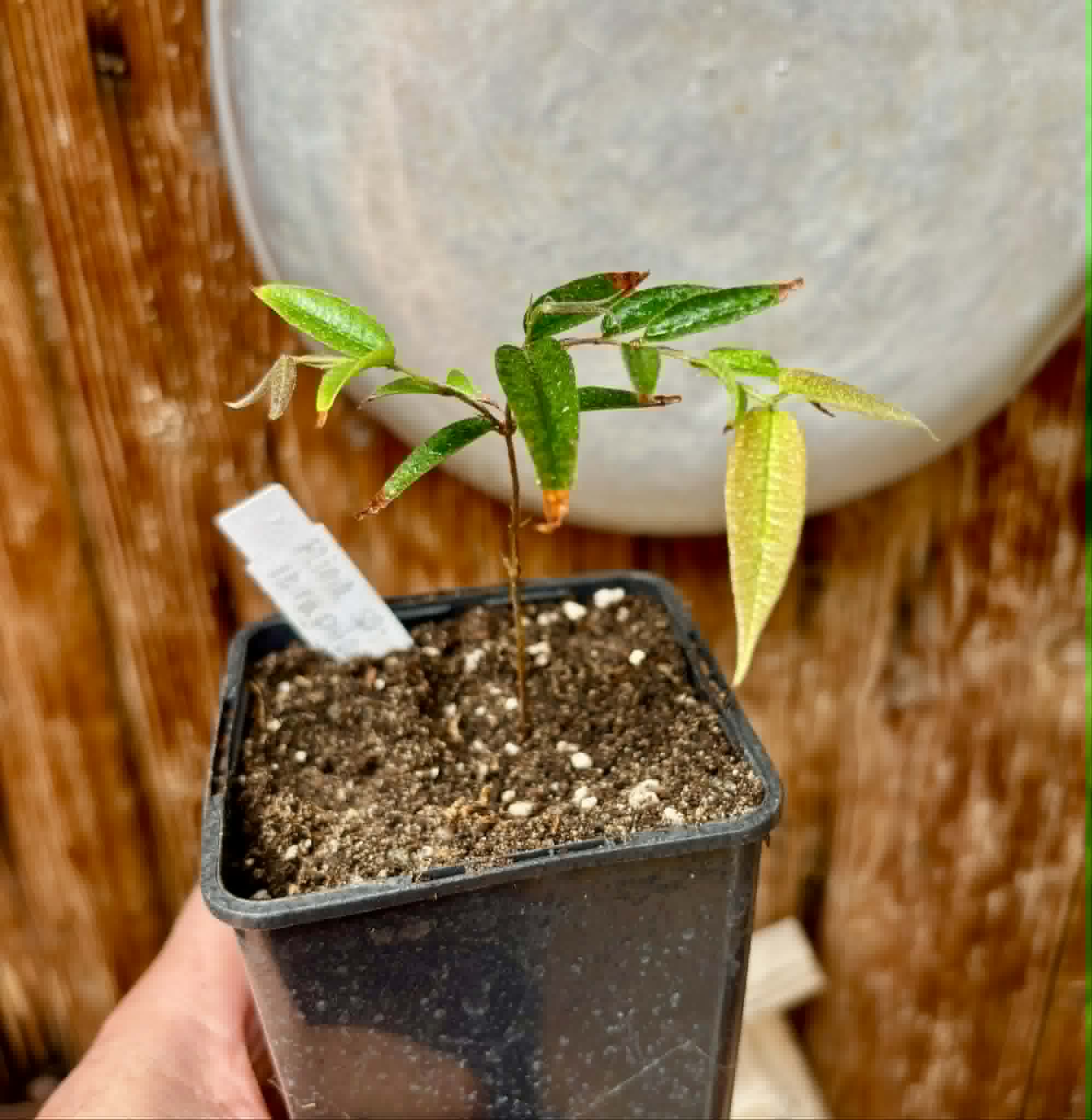 Plinia sp Ibirapitanga -  1 potted seedling / 1 getopfter Sämling