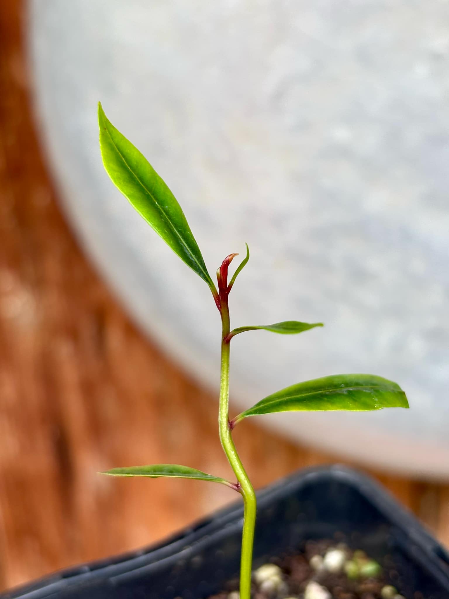 Syzygium aromaticum - Clove - Gewürznelke - 1 small potted seedling / 1 kleiner, getopfter Sämling Syzygium aromaticum - Clove - Gewürznelke - 1 small potted seedling / 1 kleiner, getopfter Sämling