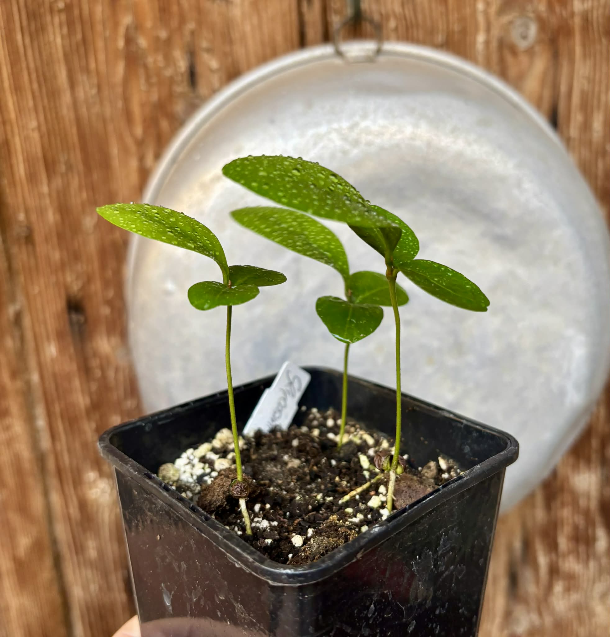 3 plants in 1 pot - Glycosmis pentaphylla - Orangeberry -  1 small seedling / 1 kleiner Sämling