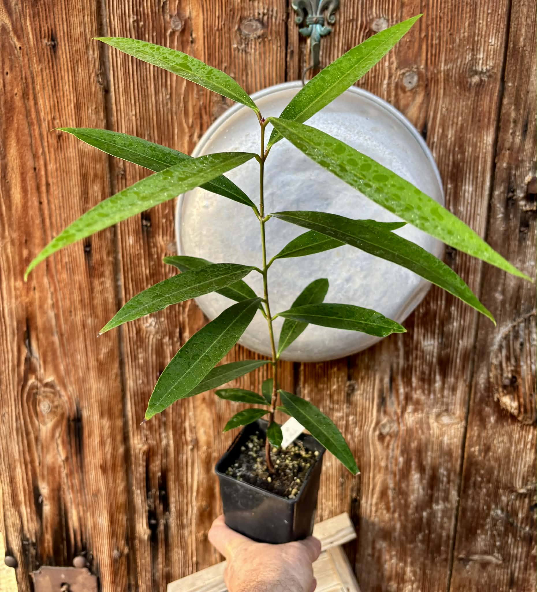 Eugenia sp Jambo da Mata -  1  potted seedling / 1 getopfter Sämling