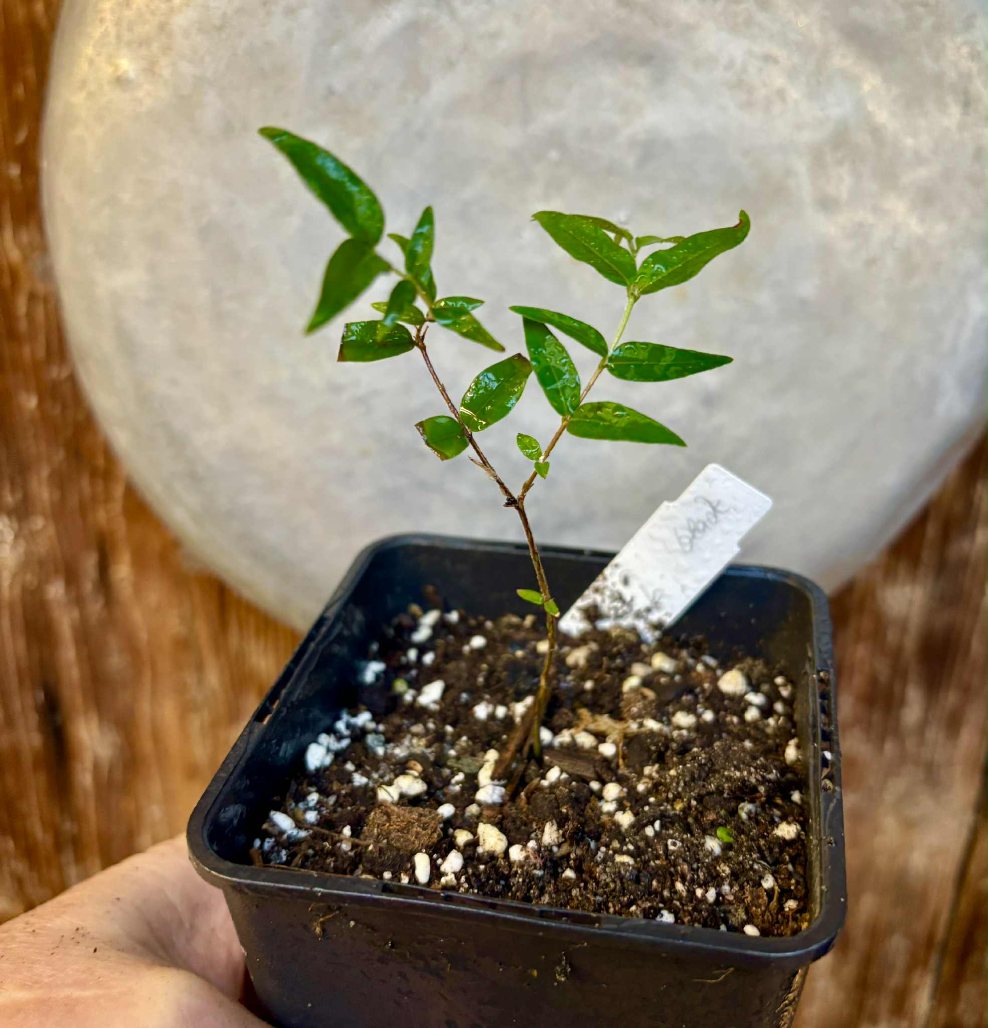 Myrciaria cuspidata BLACK - 1 potted seedling / 1 getopfter Sämling Myrciaria cuspidata BLACK - 1 potted seedling / 1 getopfter Sämling