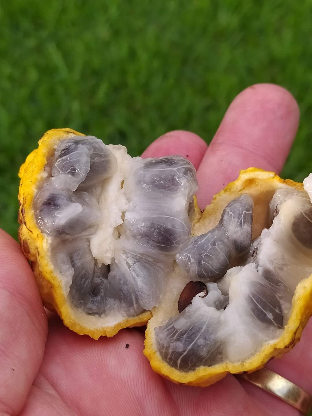 Annona sylvatica - 1 germinated seed / 1 gekeimter Samen
