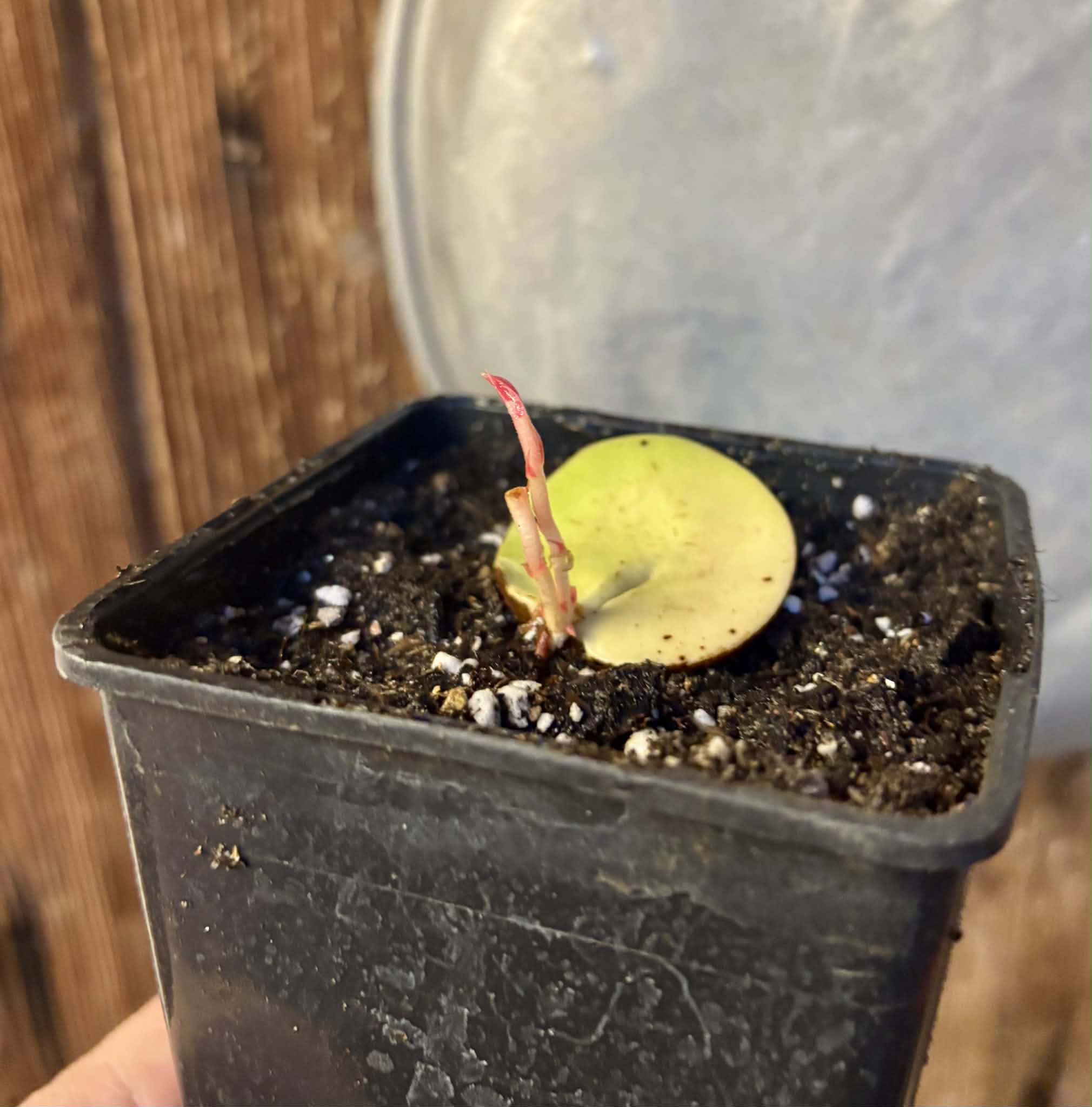 Plinia longiacuminata -  1 potted seedling / 1 getopfter Sämling