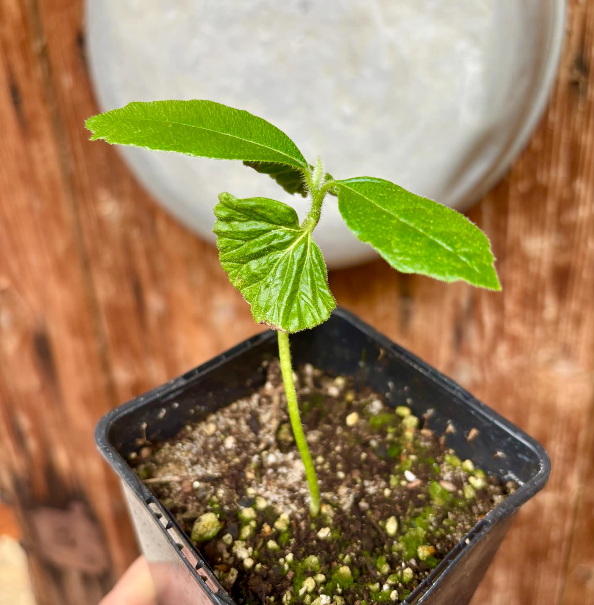 Zirikote (Cordia dodecandra) - 1 small potted seedling / 1 kleiner, getopfter Sämling
