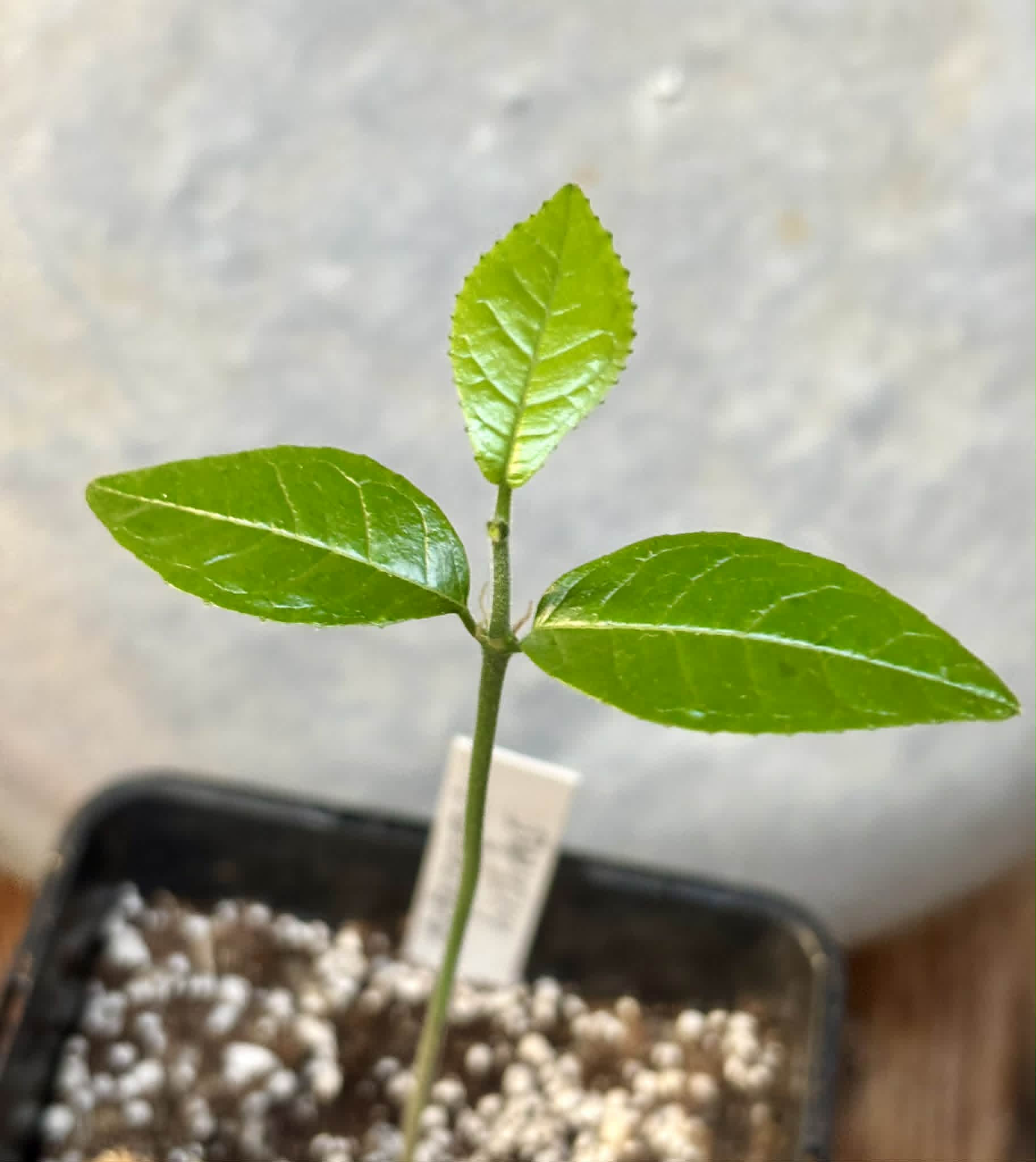 Artocarpus hirsutus  -  1 potted seedling / 1 getopfter Sämling