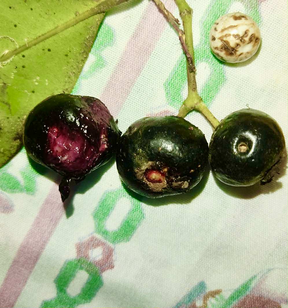 Eugenia sp Ametista - 1 fresh seed / 1 frischer Samen