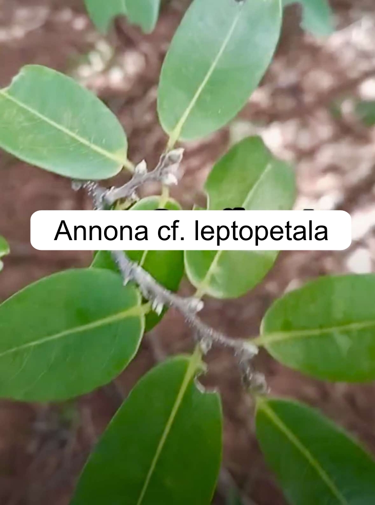 Annona aff. leptopetala  - 1 fresh seed / 1 frischer Samen