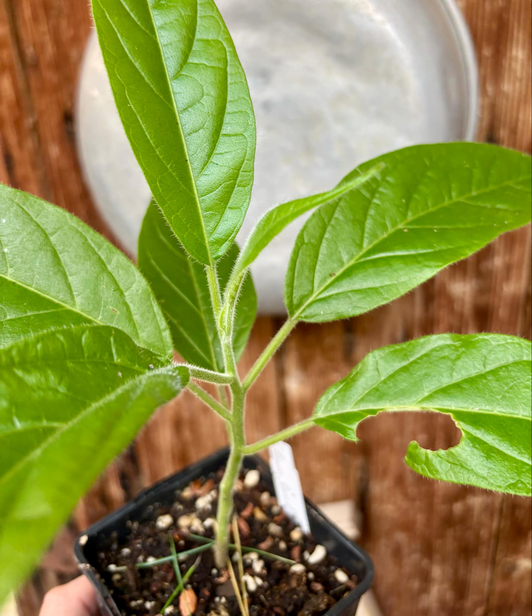 Solanum luridifuscescens - Tomatao Verde Piloso - 1 potted seedling / 1 getopfter Sämling